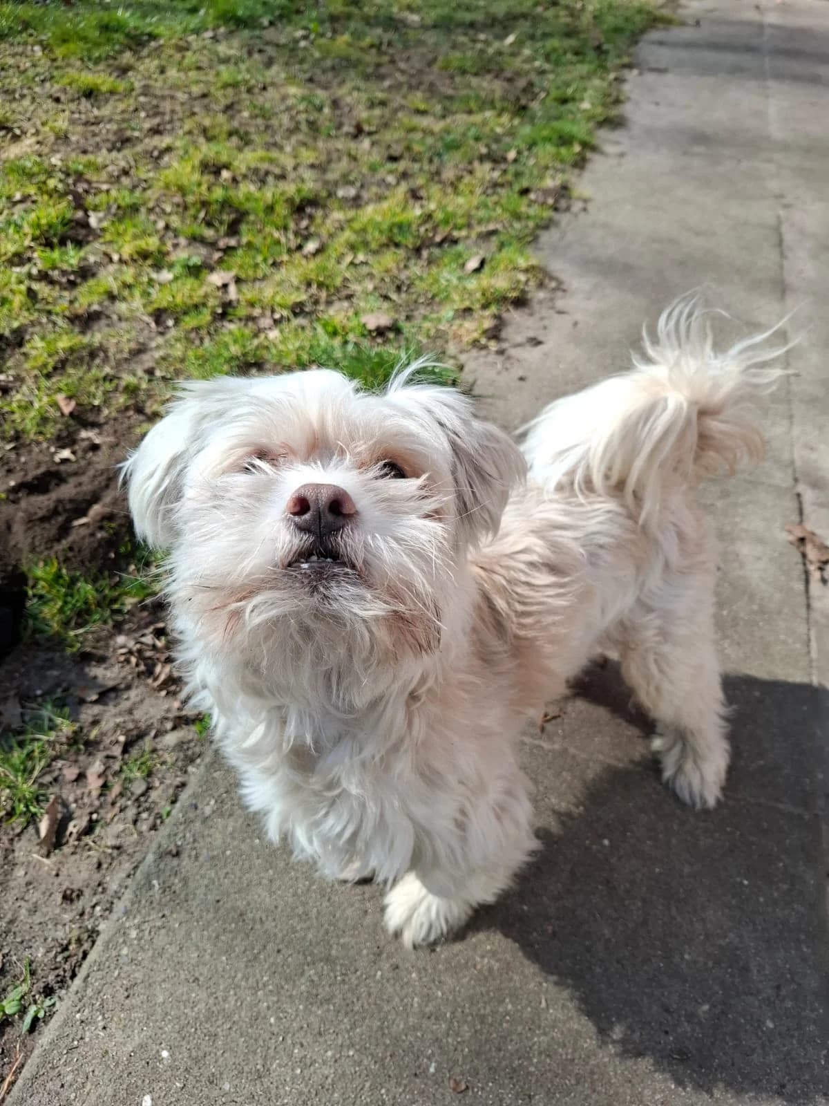 Rio (vermittelt), male Maltese for adoption at Tierheim Neumünster, Wasbek