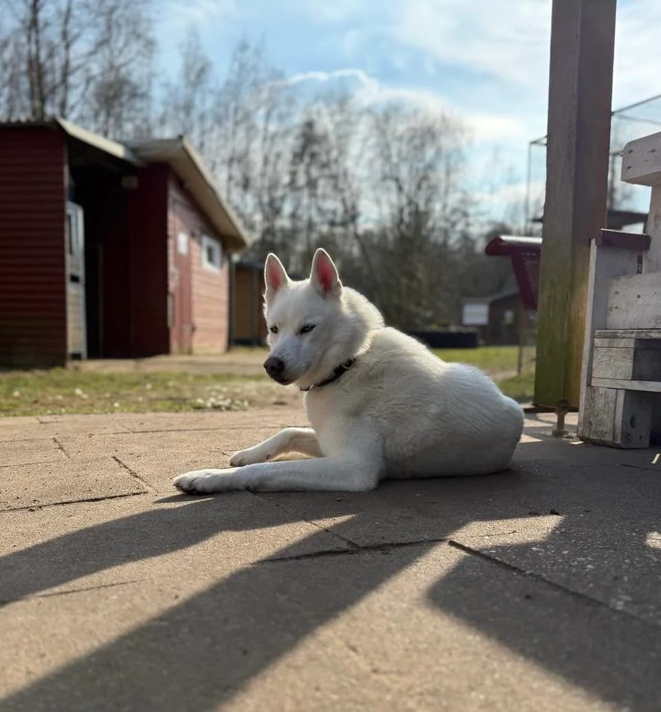 Snowy (vermittelt), weiß male Husky for adoption at Tierheim Neumünster, Wasbek