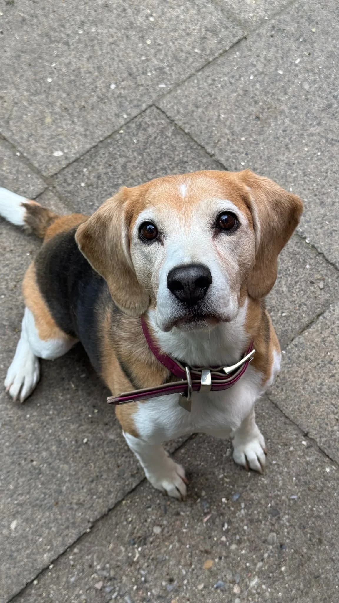 Chummy (vermittelt), female Beagle for adoption at Tierheim Neumünster, Wasbek
