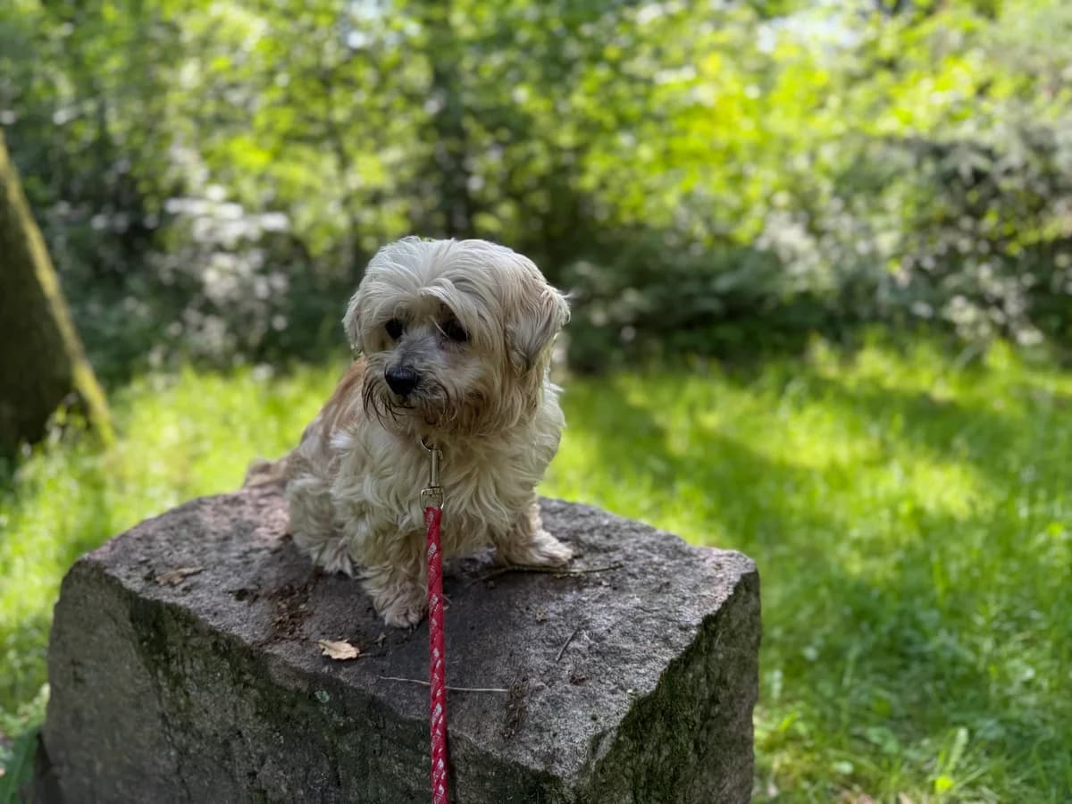 Tessi (vermittelt), female senior mixed breed for adoption at Tierheim Neumünster, Wasbek