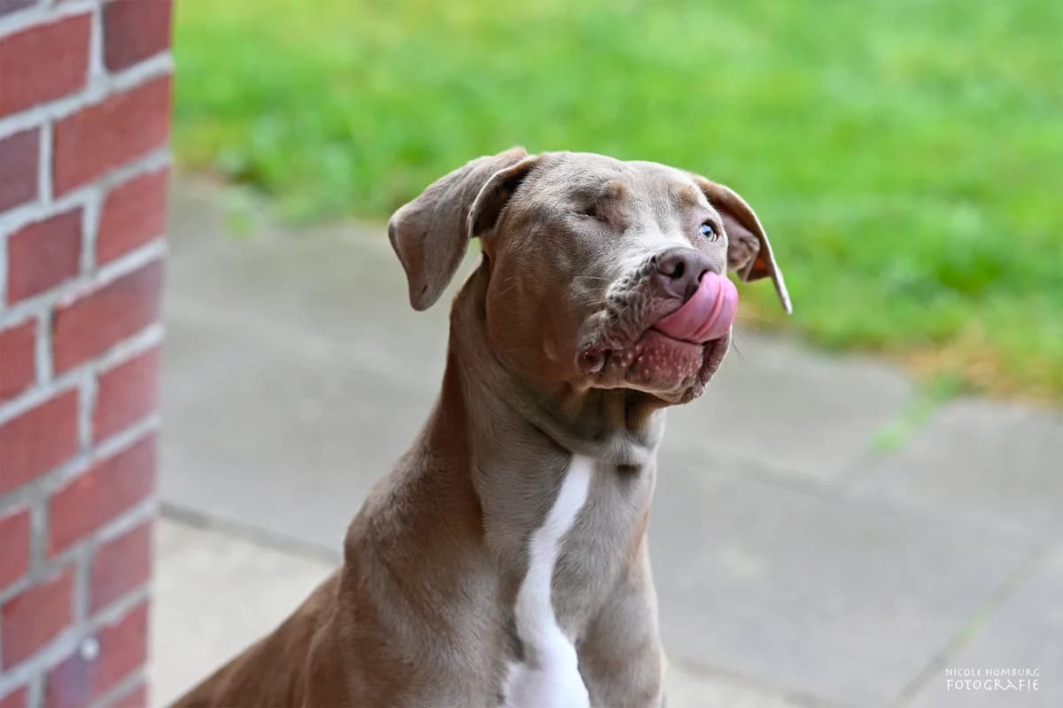 Diva (vermittelt), female puppy American Bully for adoption at Tierheim Neumünster, Wasbek