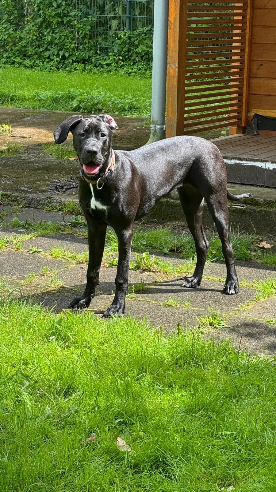 Helga (vermittelt), female puppy Great Dane for adoption at Tierheim Neumünster, Wasbek