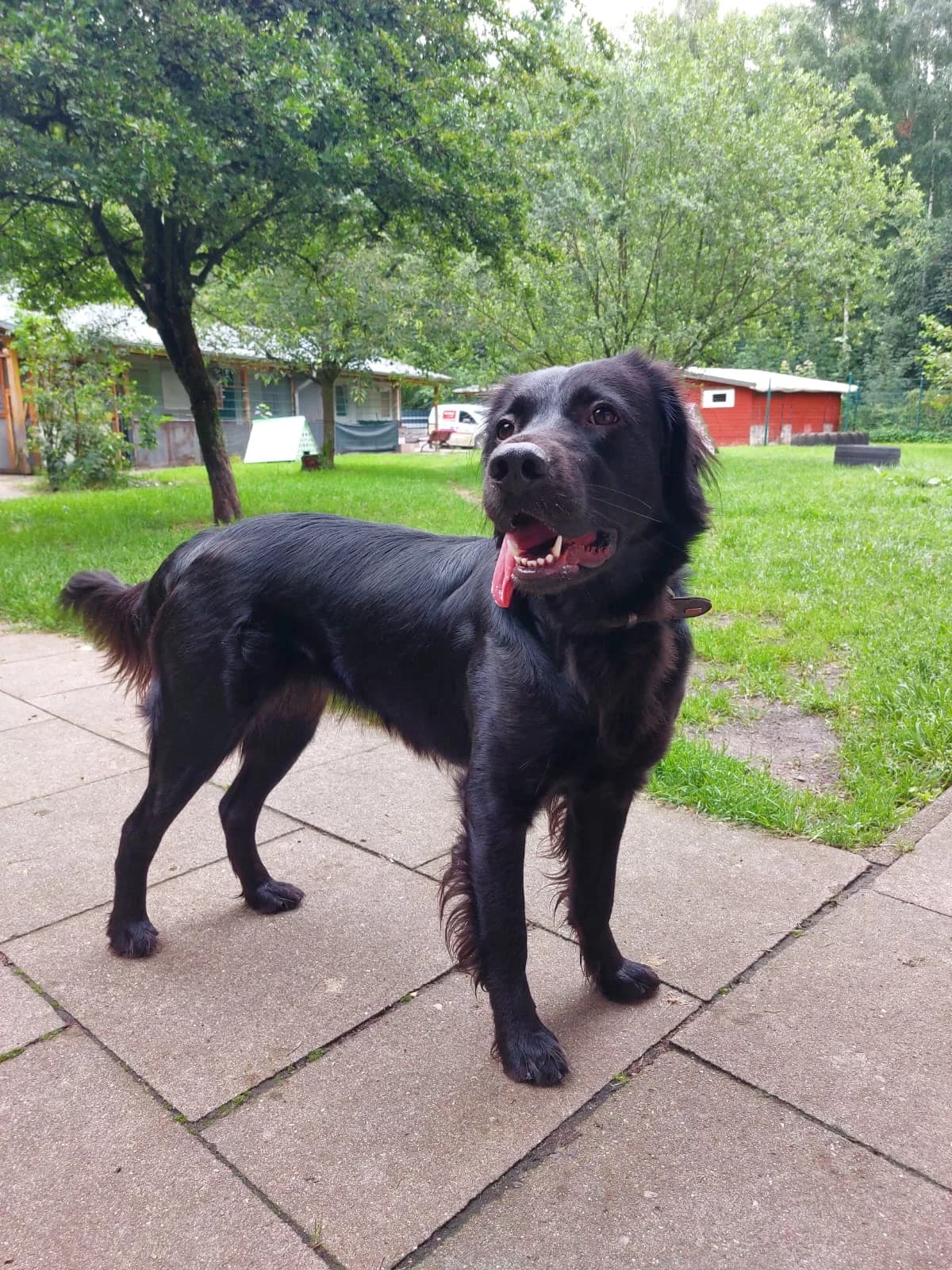 Bidi (vermittelt), female Labrador Retriever for adoption at Tierheim Neumünster, Wasbek