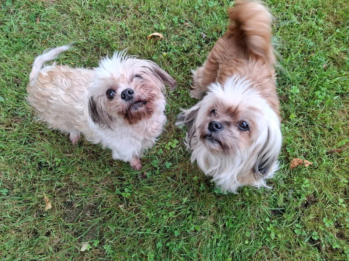 Upsy & Daisy (vermittelt), female Mixed Breed for adoption at Tierheim Neumünster, Wasbek