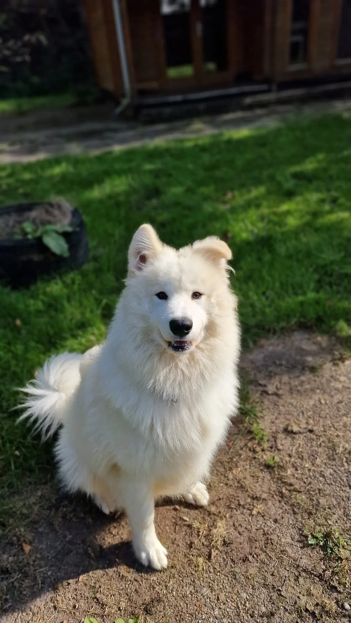 Floki (vermittelt), male Samoyed for adoption at Tierheim Neumünster