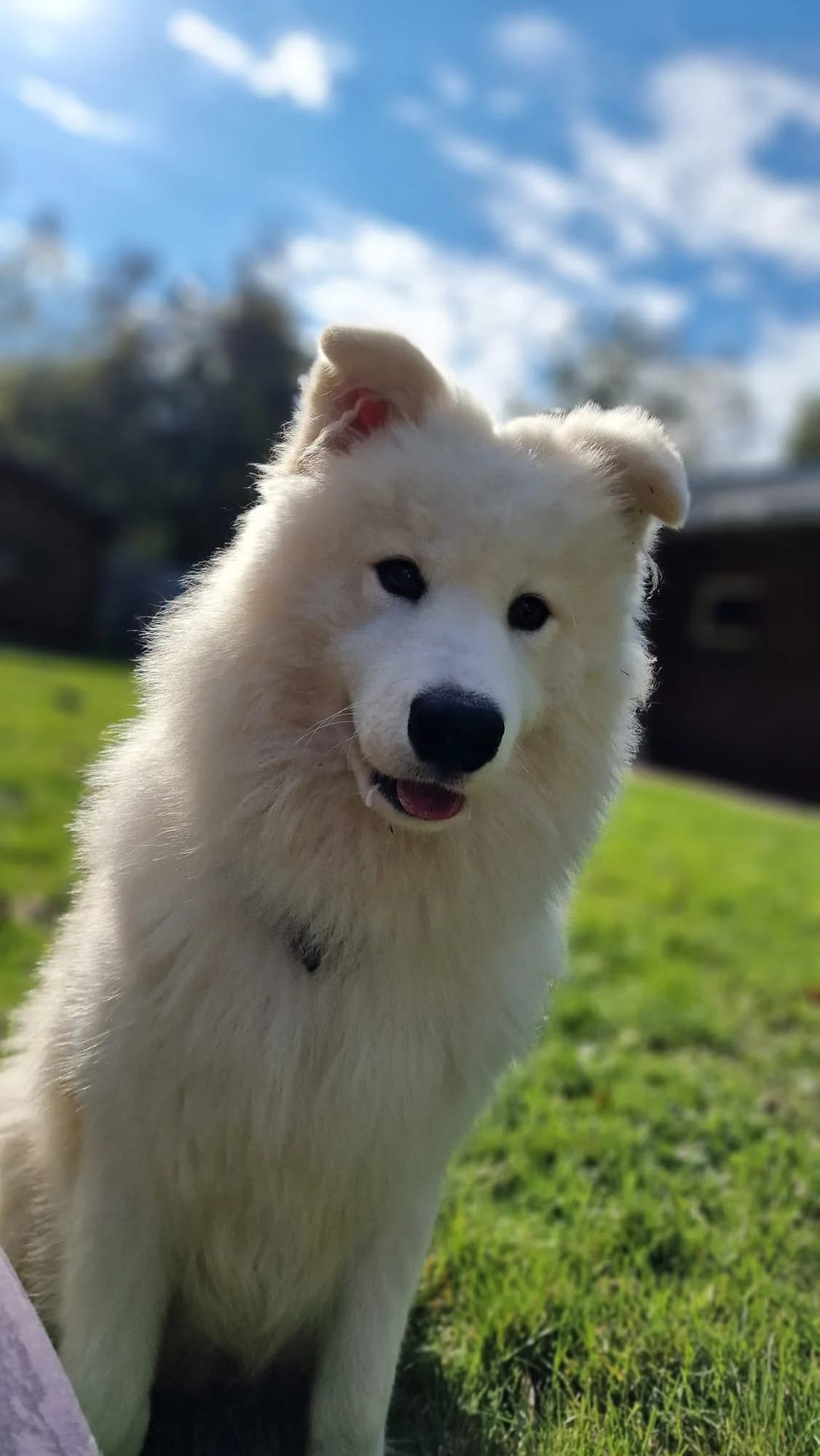 Floki (vermittelt), male Samoyed for adoption at Tierheim Neumünster — photo 2 of 2
