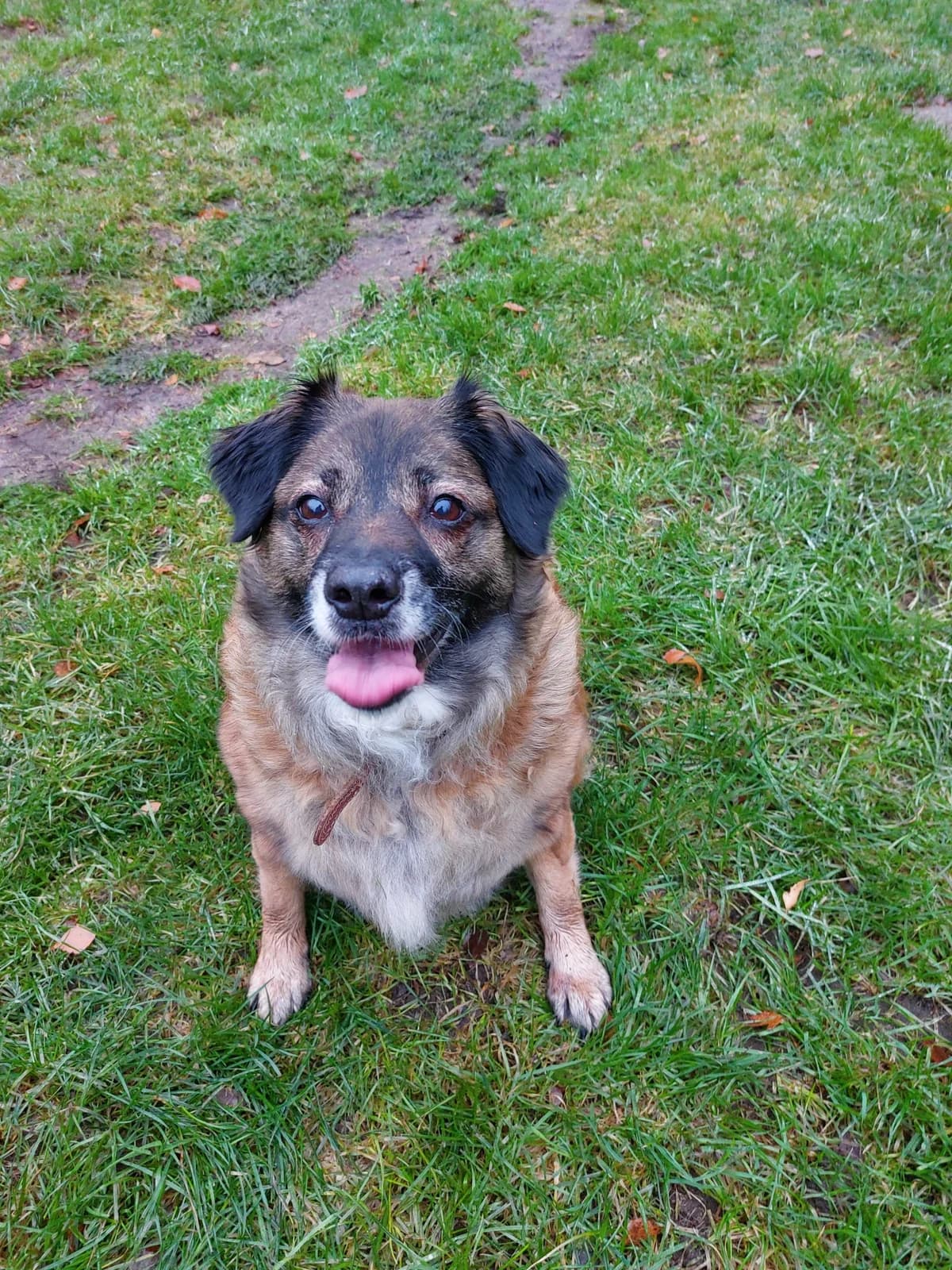 Cindy (vermittelt), female 7yo Mixed Breed for adoption at Tierheim Neumünster, Wasbek