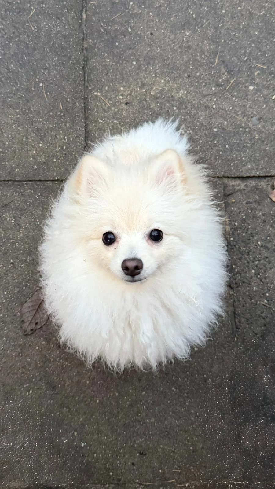 Rocket (Vermittelt), male young Pomeranian for adoption at Tierheim Neumünster, Wasbek
