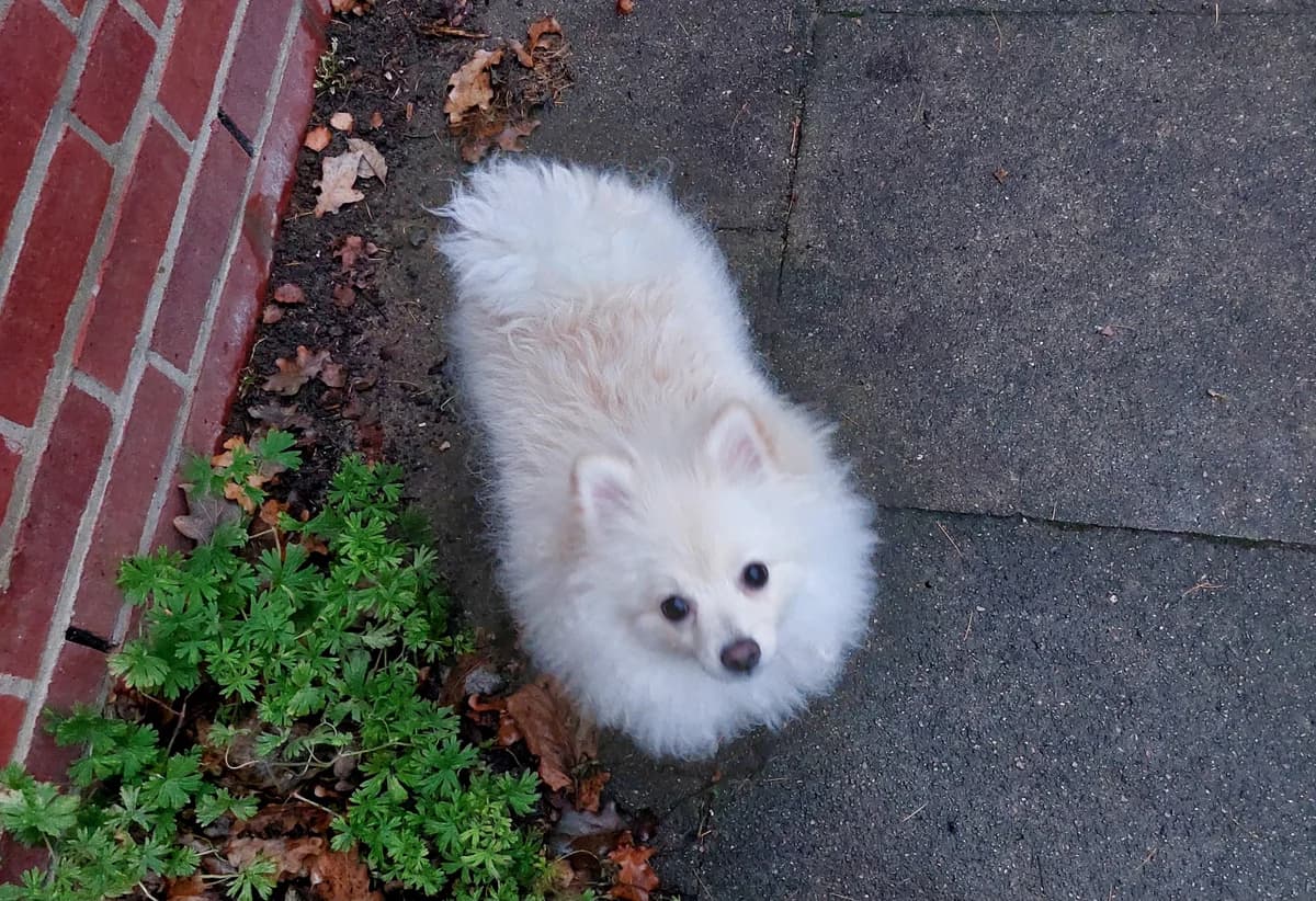 Rocket (Vermittelt), male Pomeranian for adoption at Tierheim Neumünster, Wasbek — photo 3 of 3