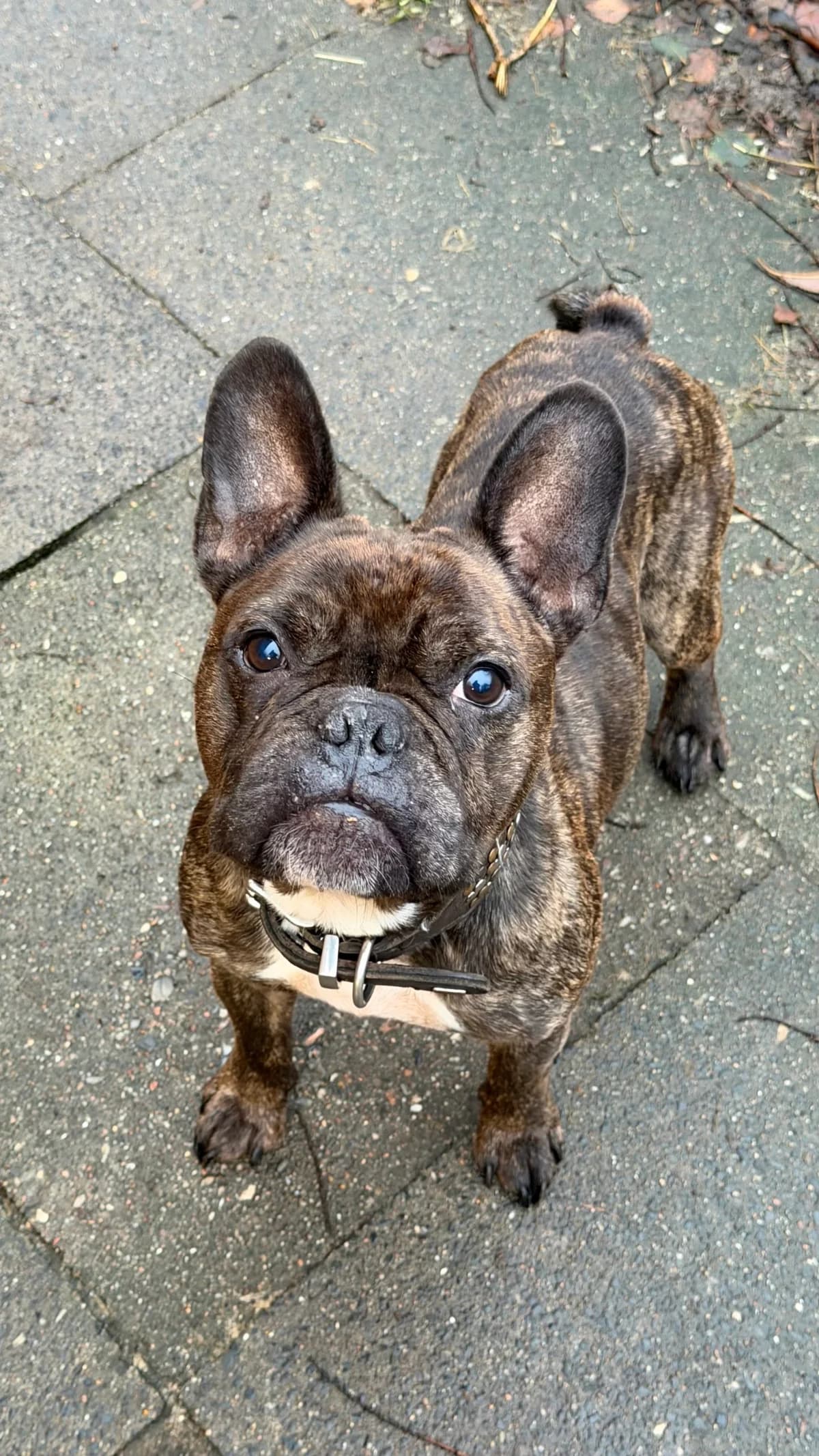 Rocko (vermittelt), male French Bulldog for adoption at Tierheim Neumünster, Wasbek