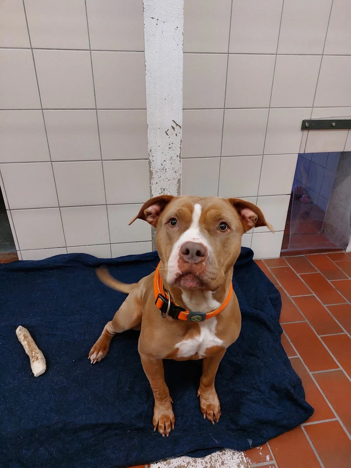 Moet (vermittelt), male American Bully for adoption at Tierheim Neumünster, Wasbek