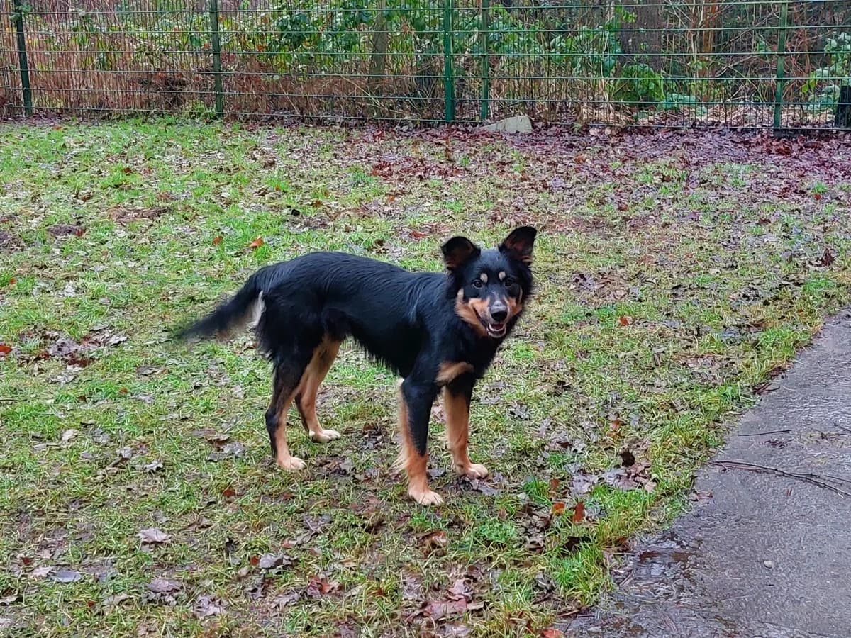 Frodo (hat feste Interessenten), male Mixed Breed for adoption at Tierheim Neumünster