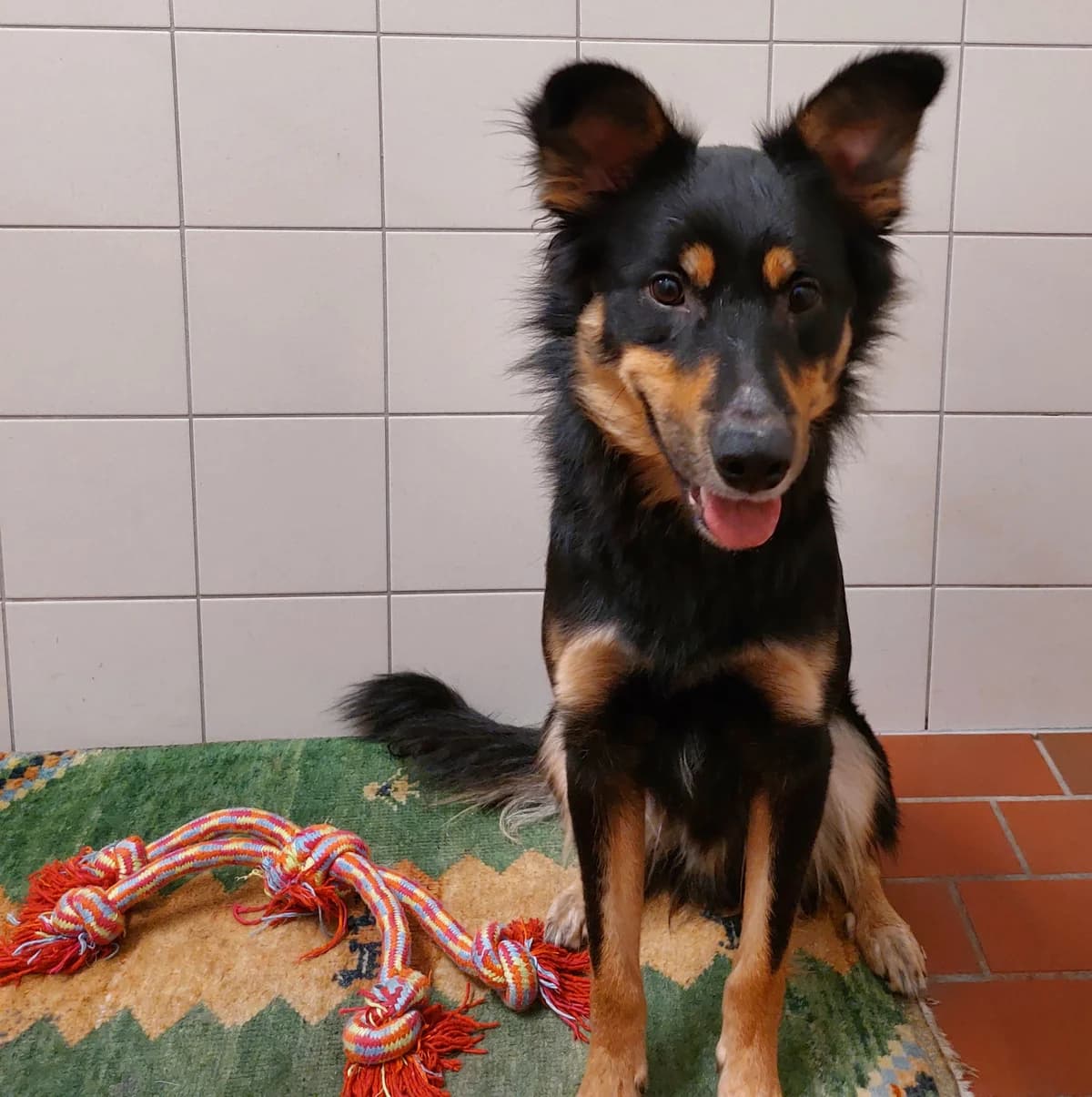 Frodo (hat feste Interessenten), male Mixed Breed for adoption at Tierheim Neumünster — photo 2 of 4