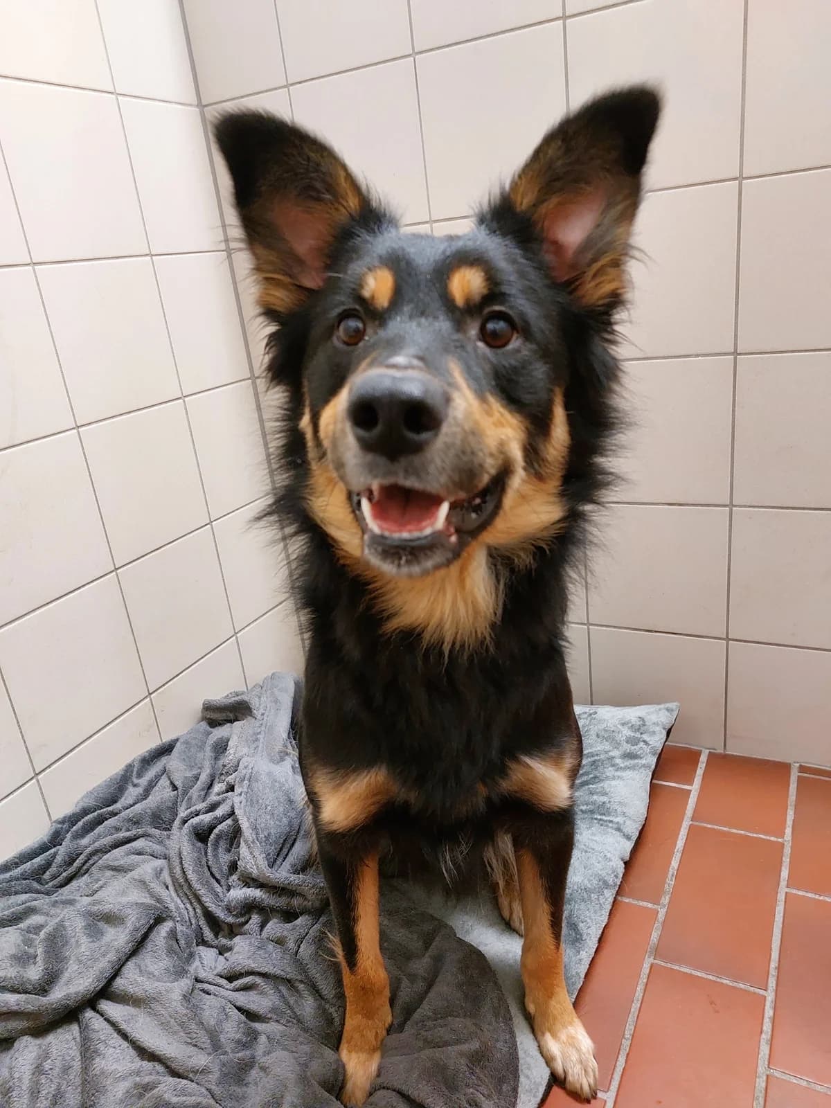 Frodo (hat feste Interessenten), male Mixed Breed for adoption at Tierheim Neumünster — photo 3 of 4