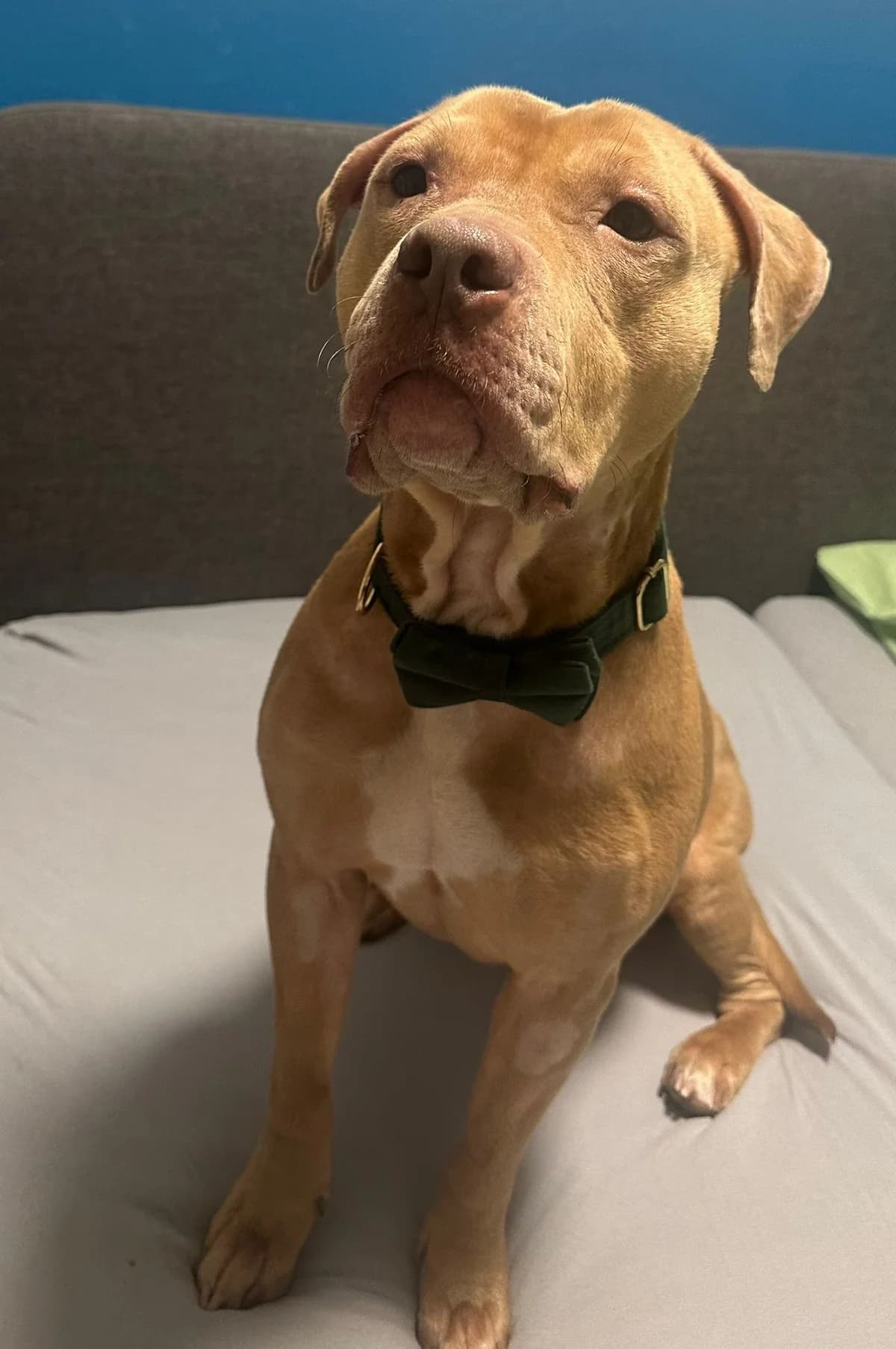 Peach, male American Bully for adoption at Tierheim Neumünster