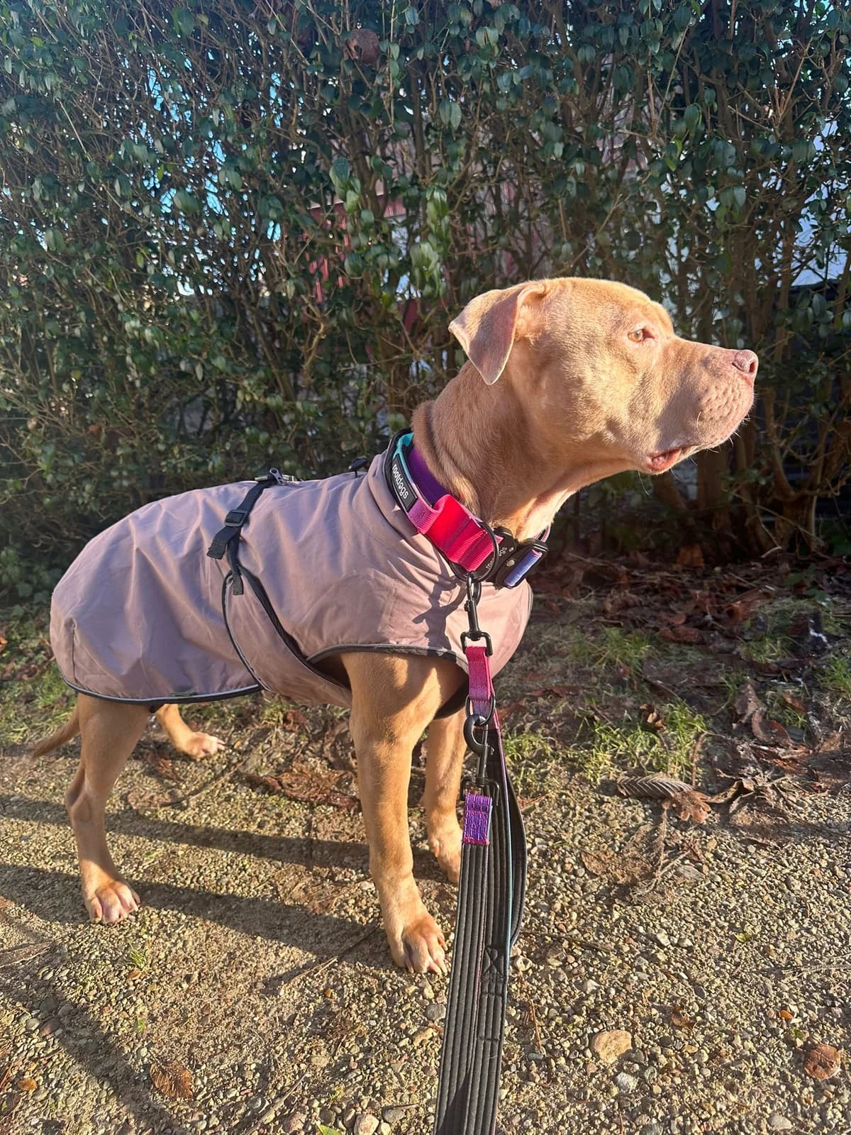 Peach, male American Bully for adoption at Tierheim Neumünster — photo 2 of 4