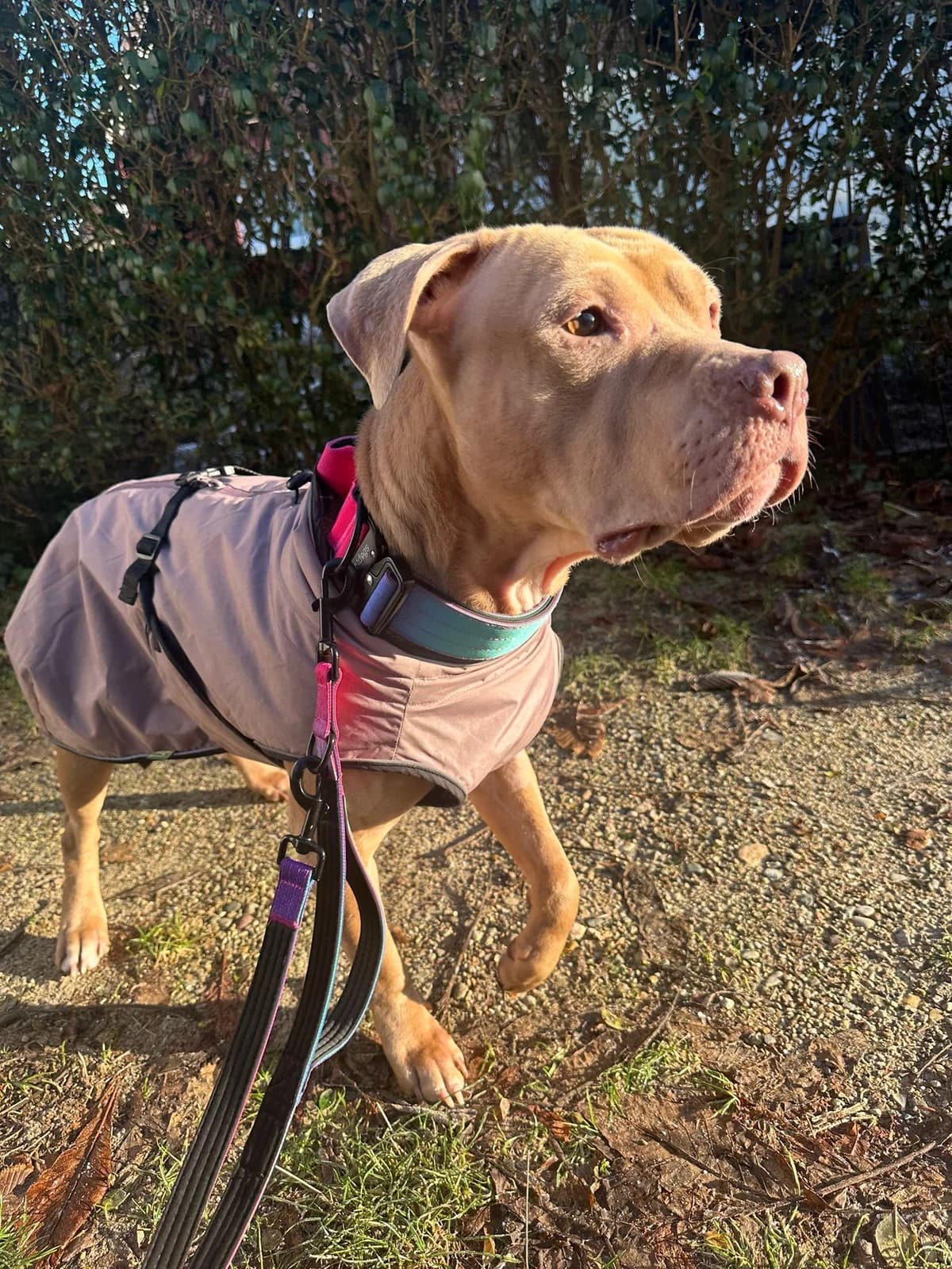 Peach, male American Bully for adoption at Tierheim Neumünster — photo 4 of 4