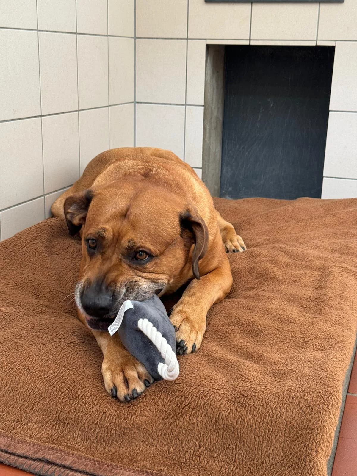 Basti, male Mixed Breed for adoption at Tierheim Neumünster