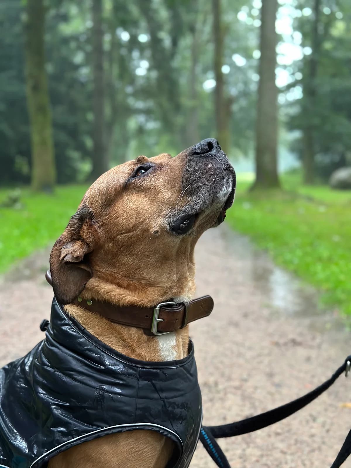 Basti, male Mixed Breed for adoption at Tierheim Neumünster — photo 4 of 5