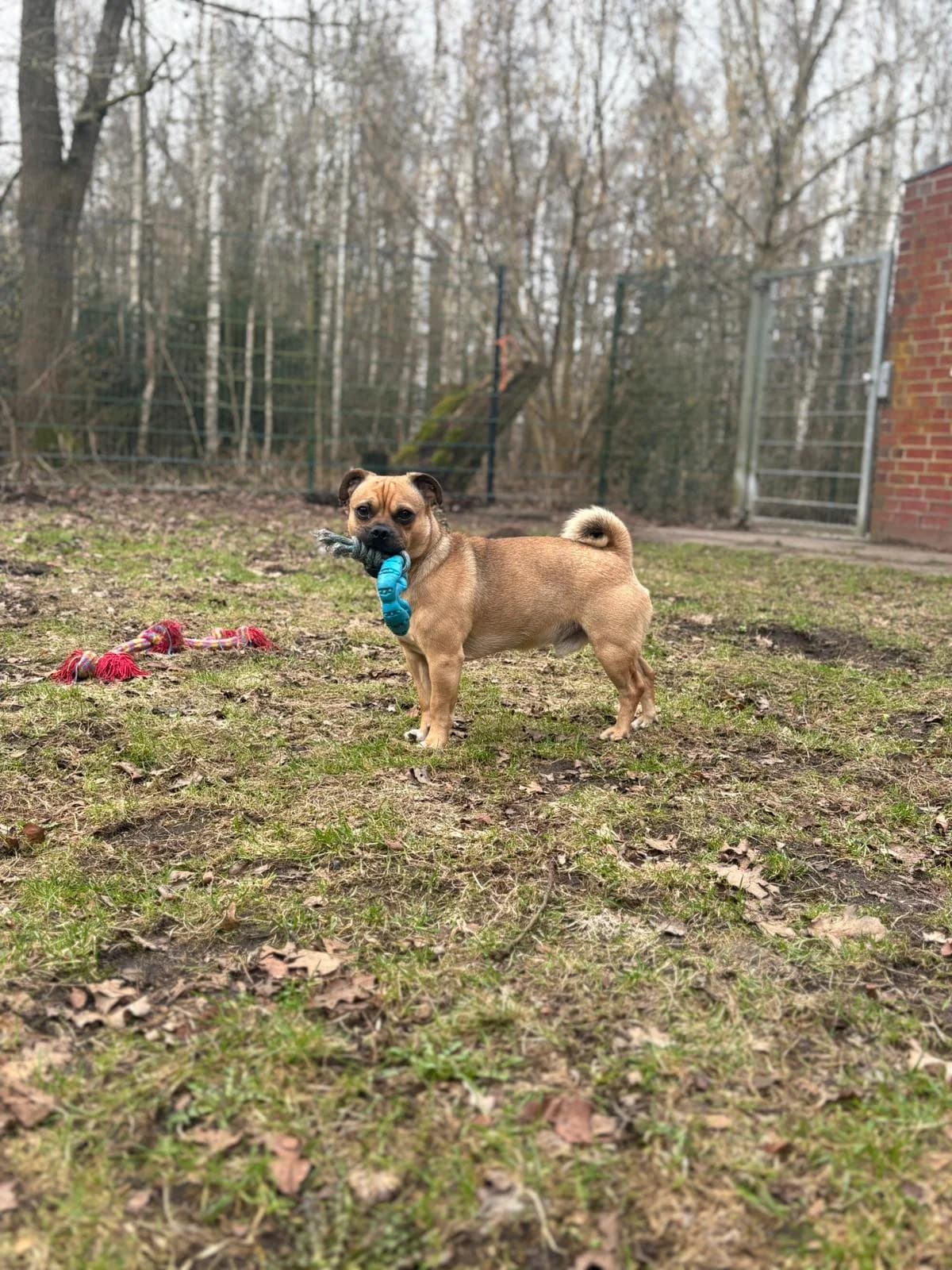 Günni, male Mixed Breed for adoption at Tierheim Neumünster