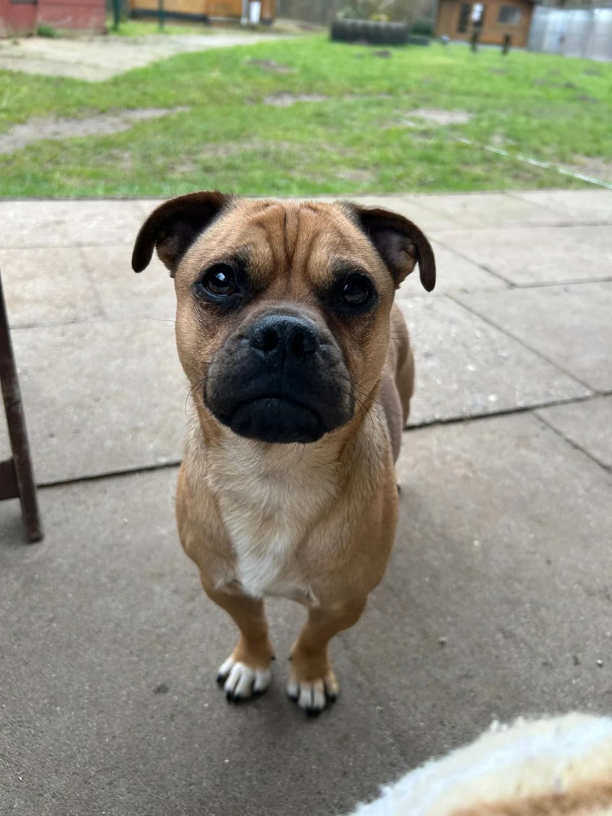 Günni, male Mixed Breed for adoption at Tierheim Neumünster — photo 2 of 3