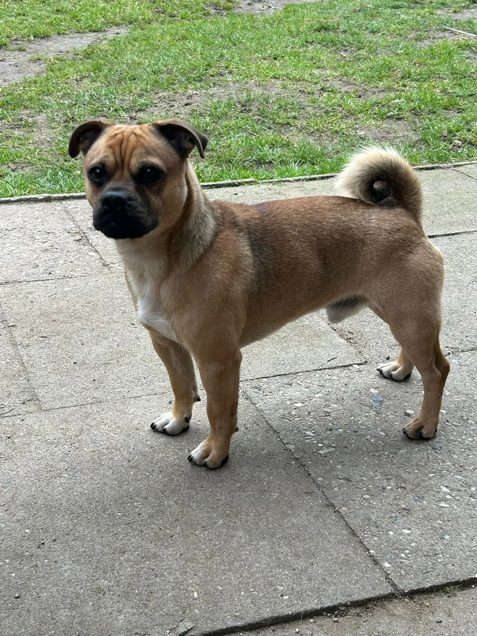 Günni, male Mixed Breed for adoption at Tierheim Neumünster — photo 3 of 3