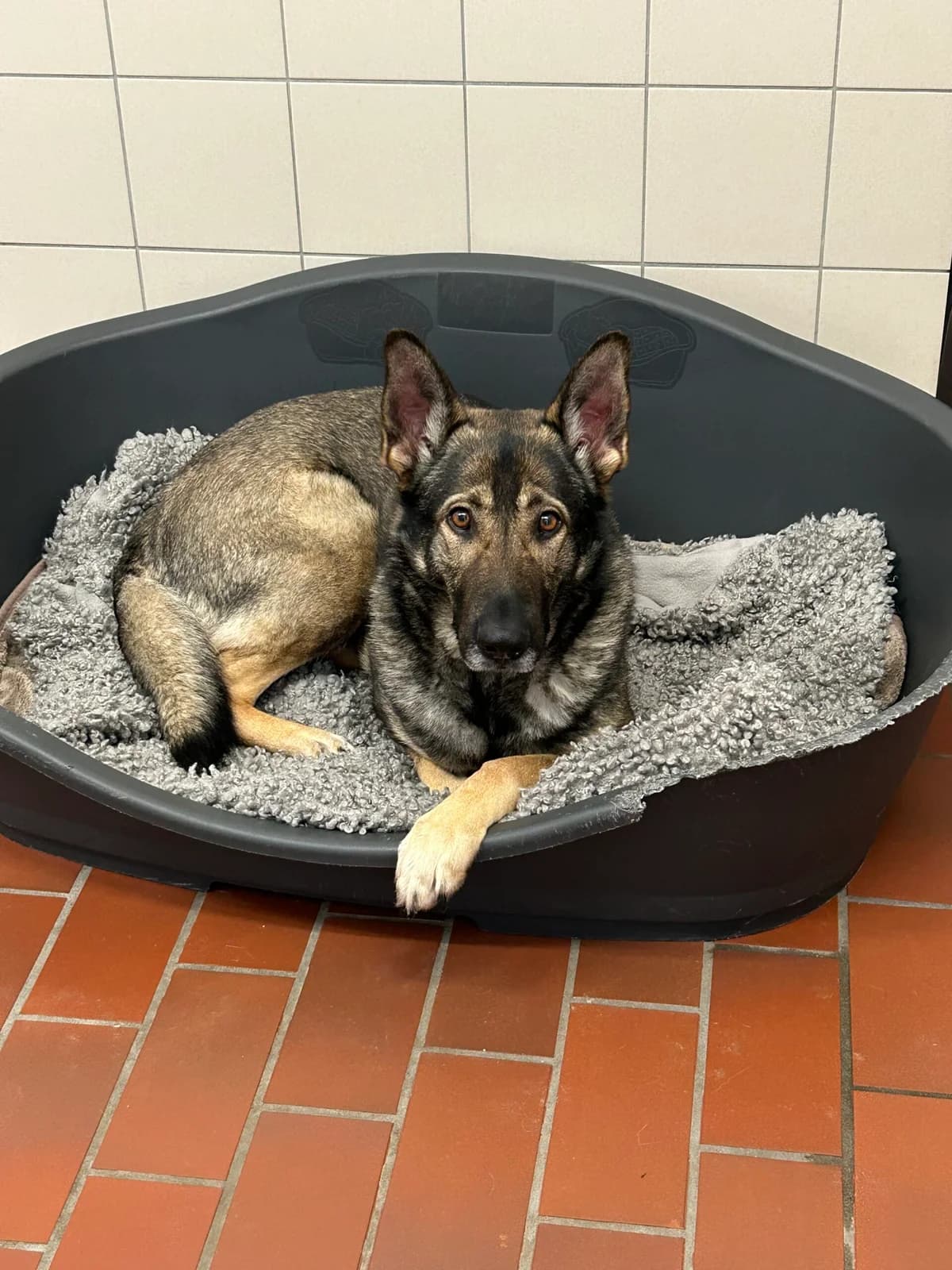 Bonnie, male German Shepherd for adoption at Tierheim Neumünster, Wasbek