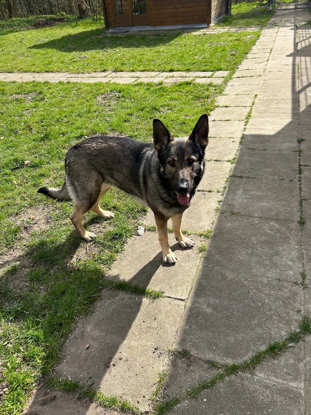 Bonnie, male German Shepherd for adoption at Tierheim Neumünster — photo 2 of 4