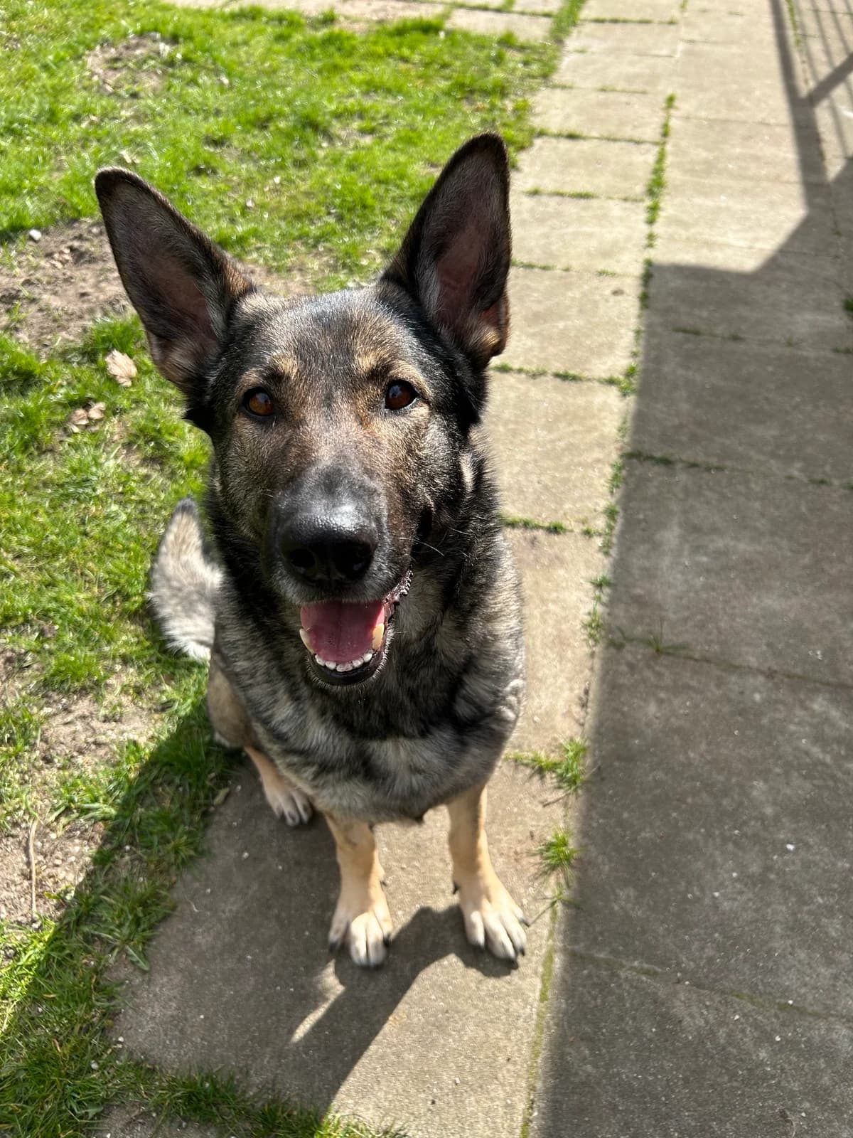 Bonnie, male German Shepherd for adoption at Tierheim Neumünster — photo 3 of 4