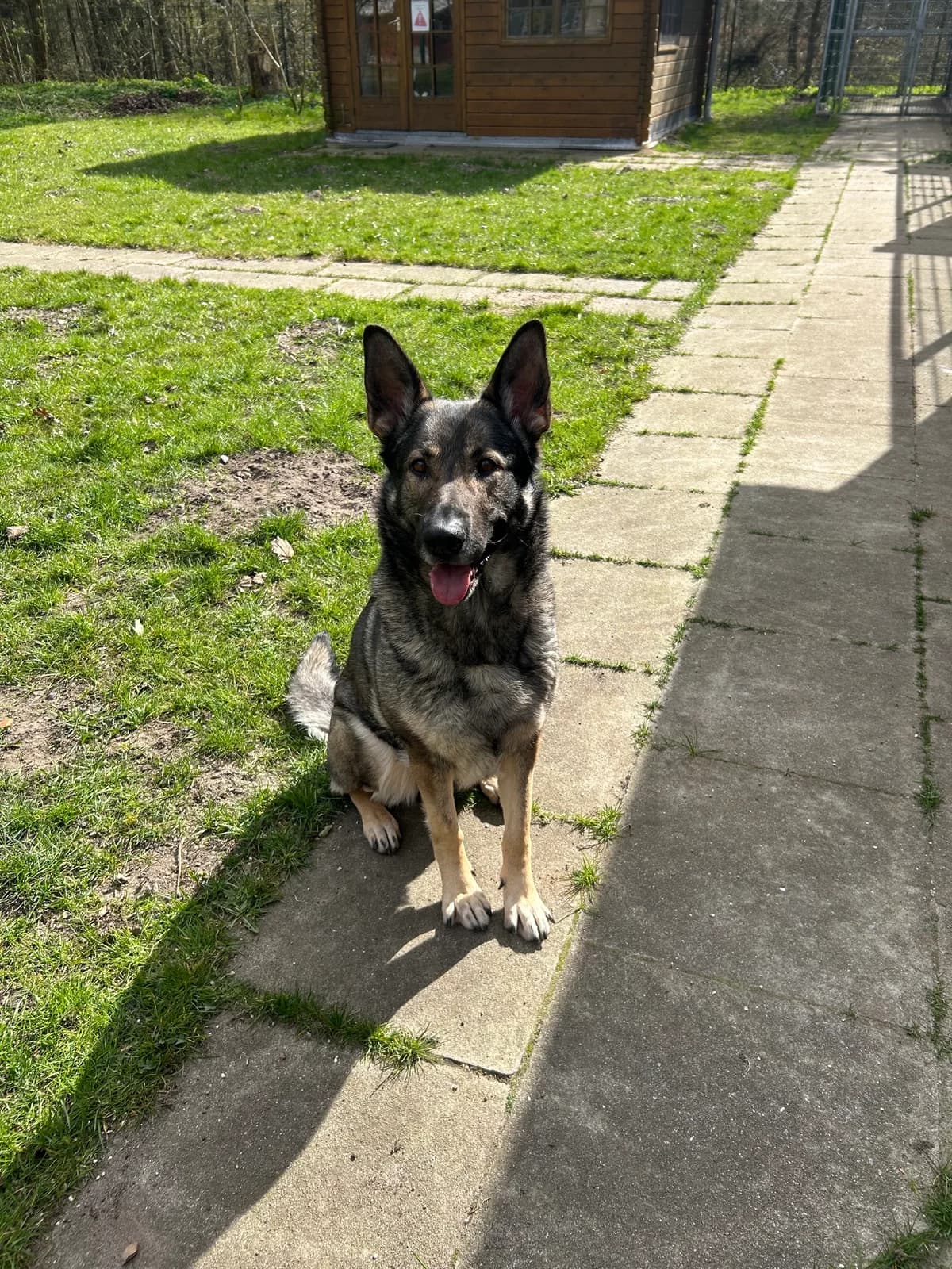Bonnie, male German Shepherd for adoption at Tierheim Neumünster — photo 4 of 4
