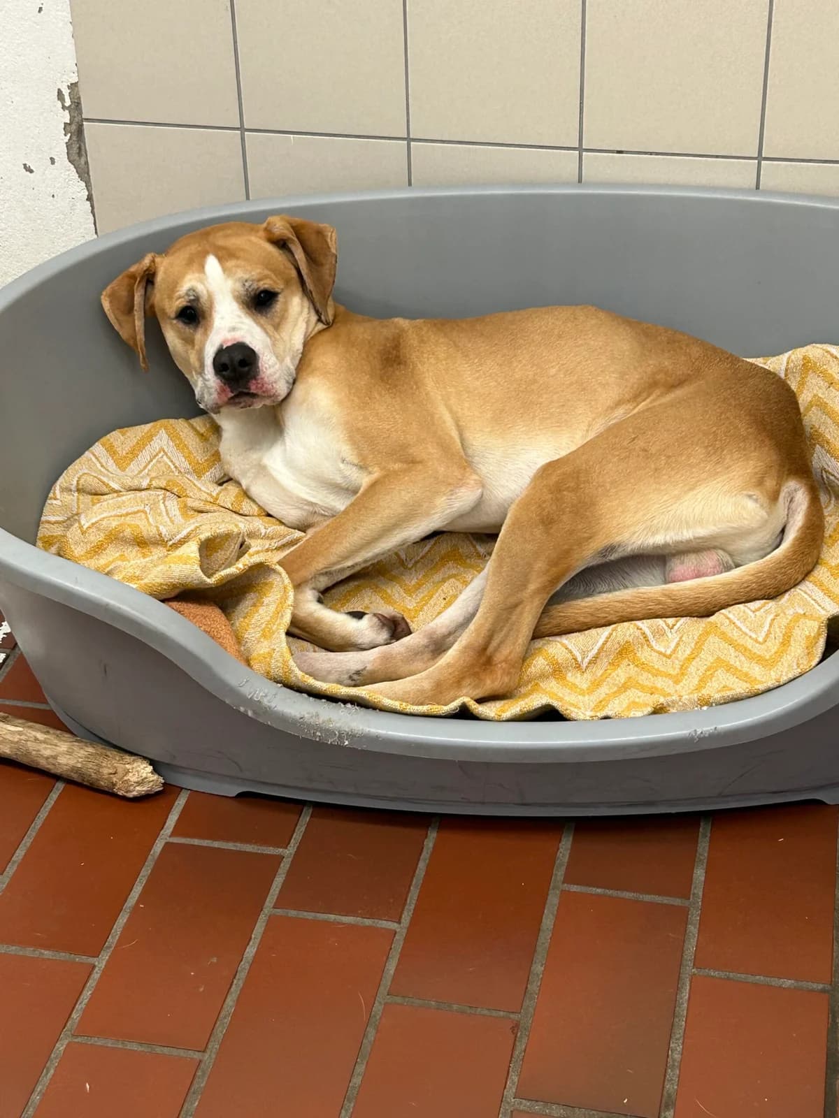 Balu, male English Bulldog for adoption at Tierheim Neumünster