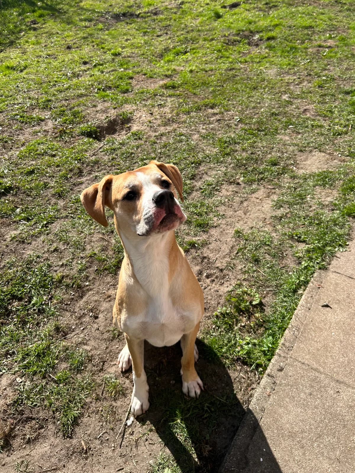 Balu, male English Bulldog for adoption at Tierheim Neumünster — photo 2 of 5
