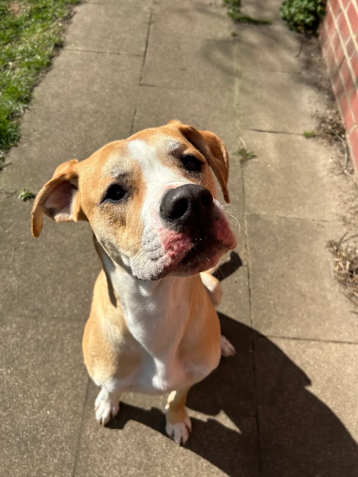 Balu, male English Bulldog for adoption at Tierheim Neumünster — photo 3 of 5