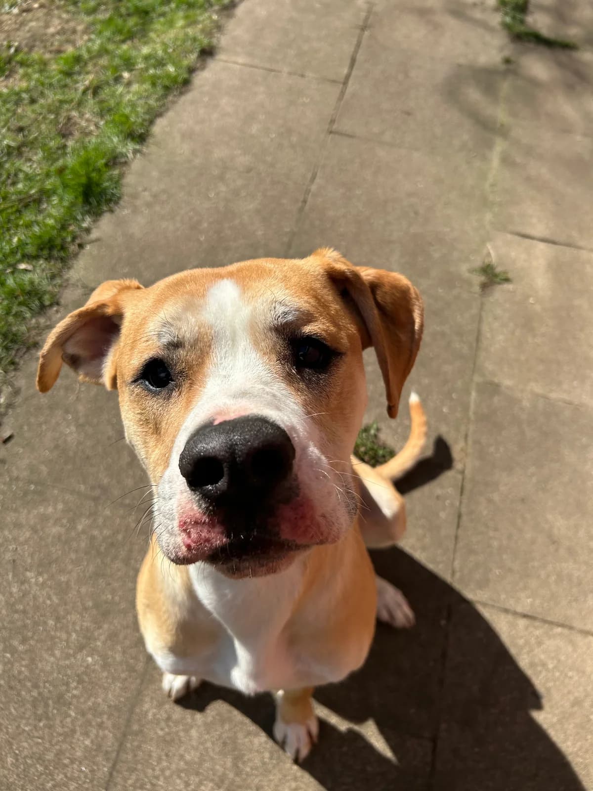 Balu, male English Bulldog for adoption at Tierheim Neumünster — photo 4 of 5