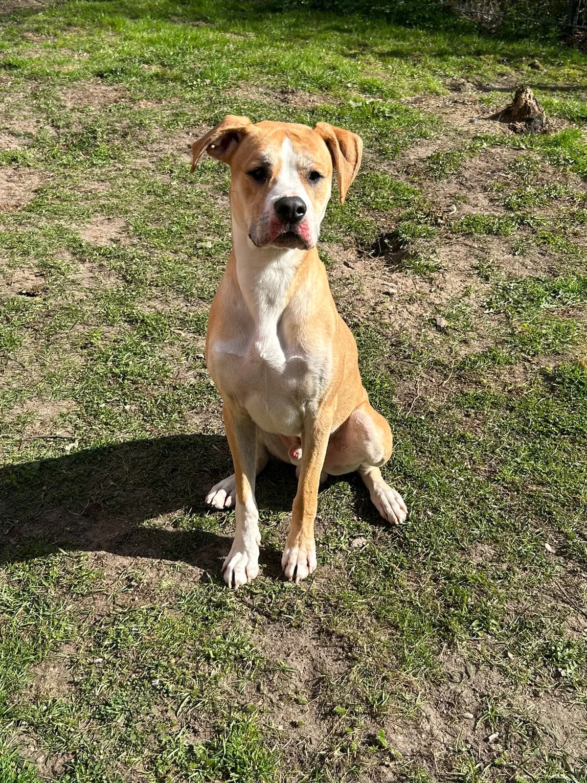 Balu, male English Bulldog for adoption at Tierheim Neumünster — photo 5 of 5