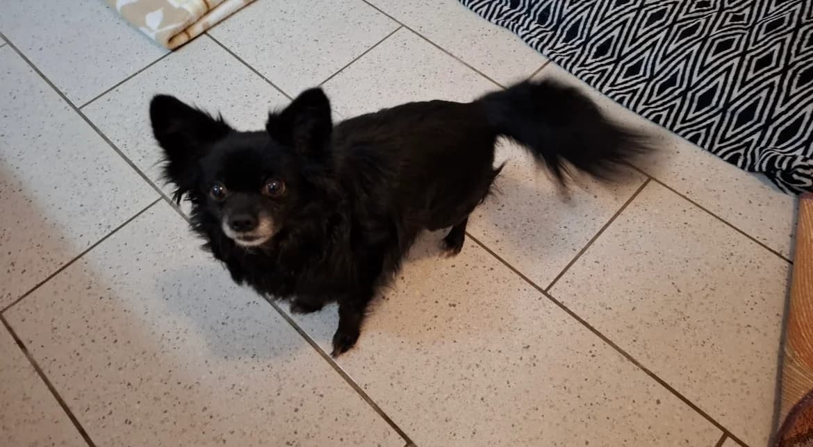 Noir (vermittelt), male Chihuahua for adoption at Tierheim Neumünster, Wasbek