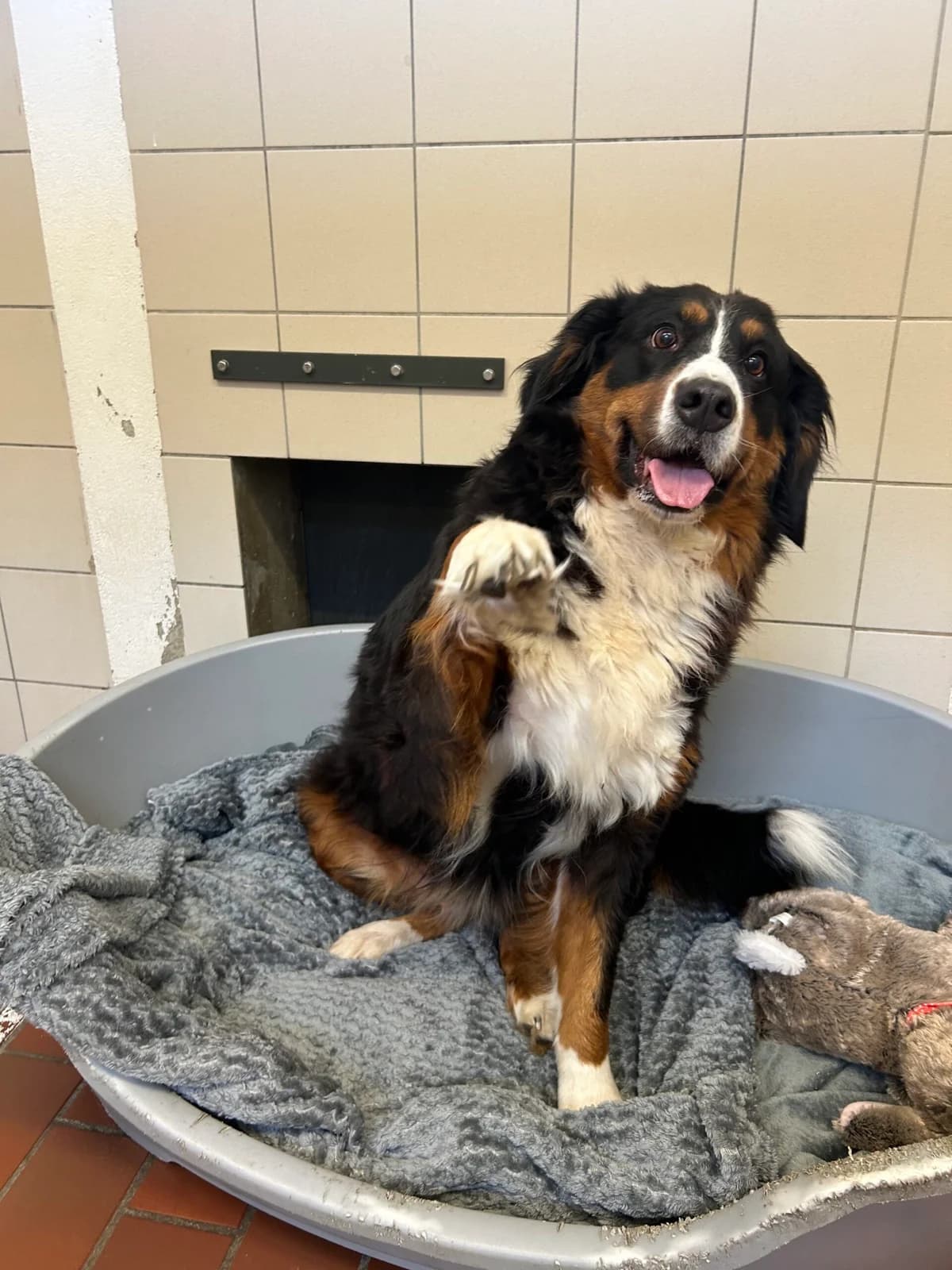 Honey, female Bernese Mountain Dog for adoption at Tierheim Neumünster