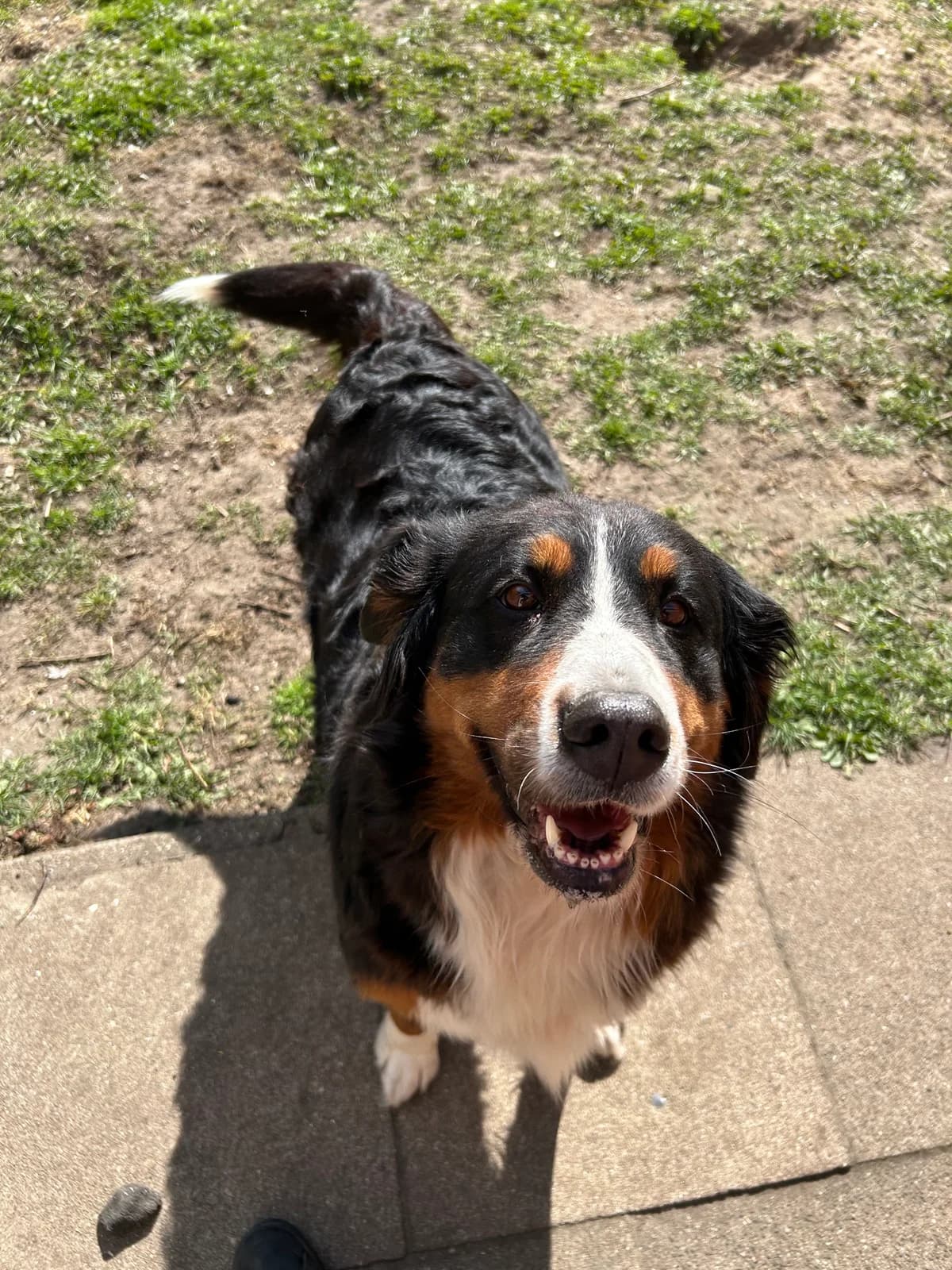 Honey, female Bernese Mountain Dog for adoption at Tierheim Neumünster — photo 2 of 4