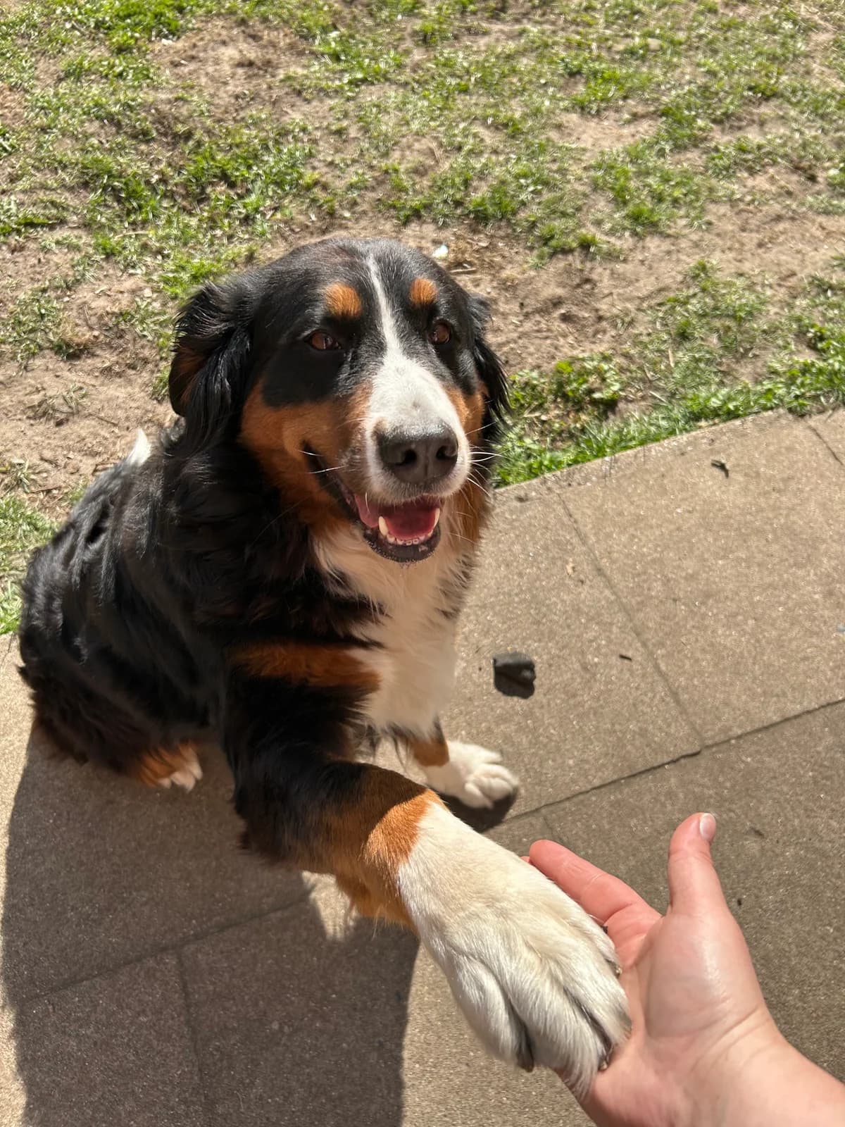 Honey, female Bernese Mountain Dog for adoption at Tierheim Neumünster — photo 3 of 4
