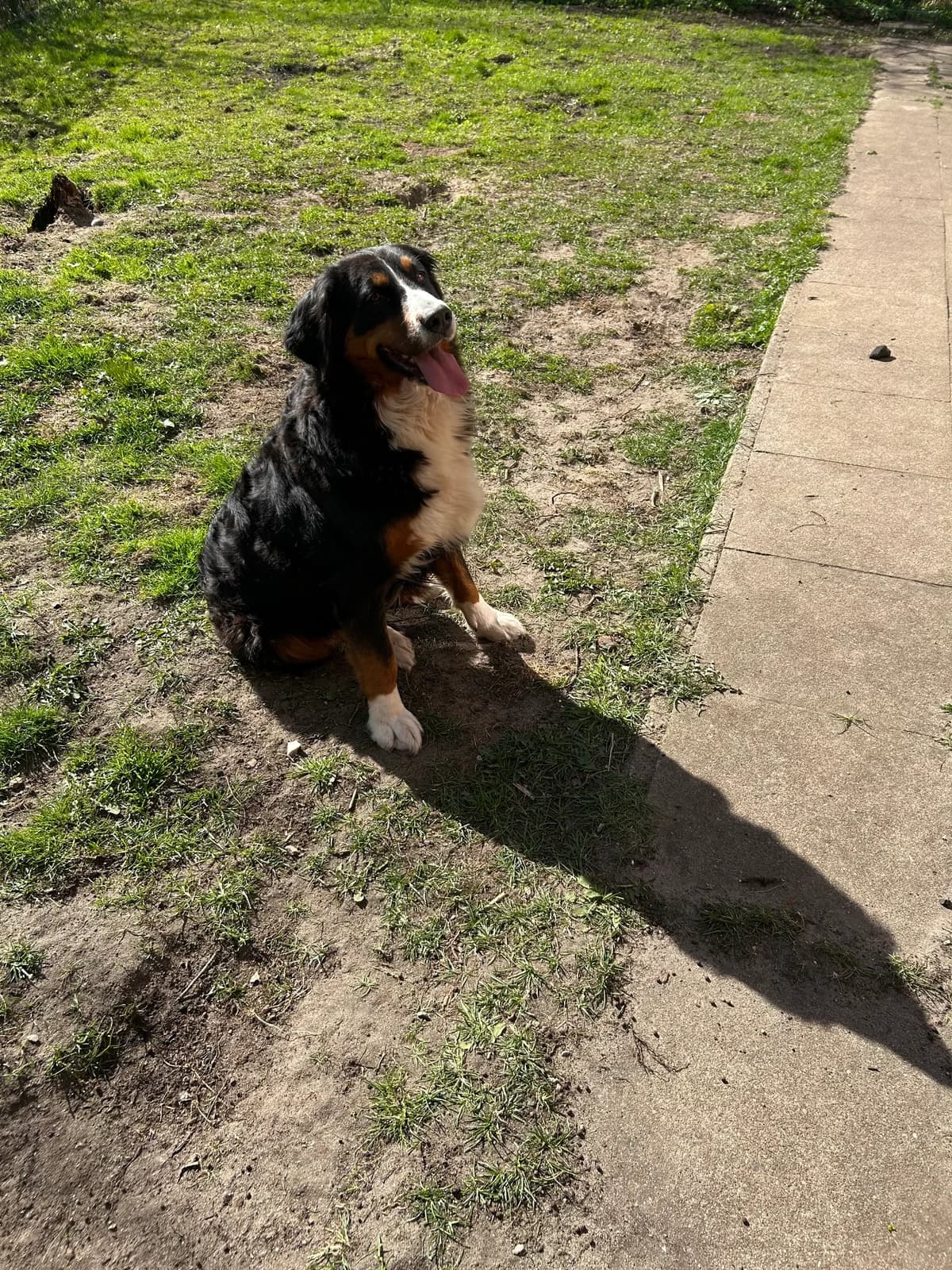 Honey, female Bernese Mountain Dog for adoption at Tierheim Neumünster — photo 4 of 4