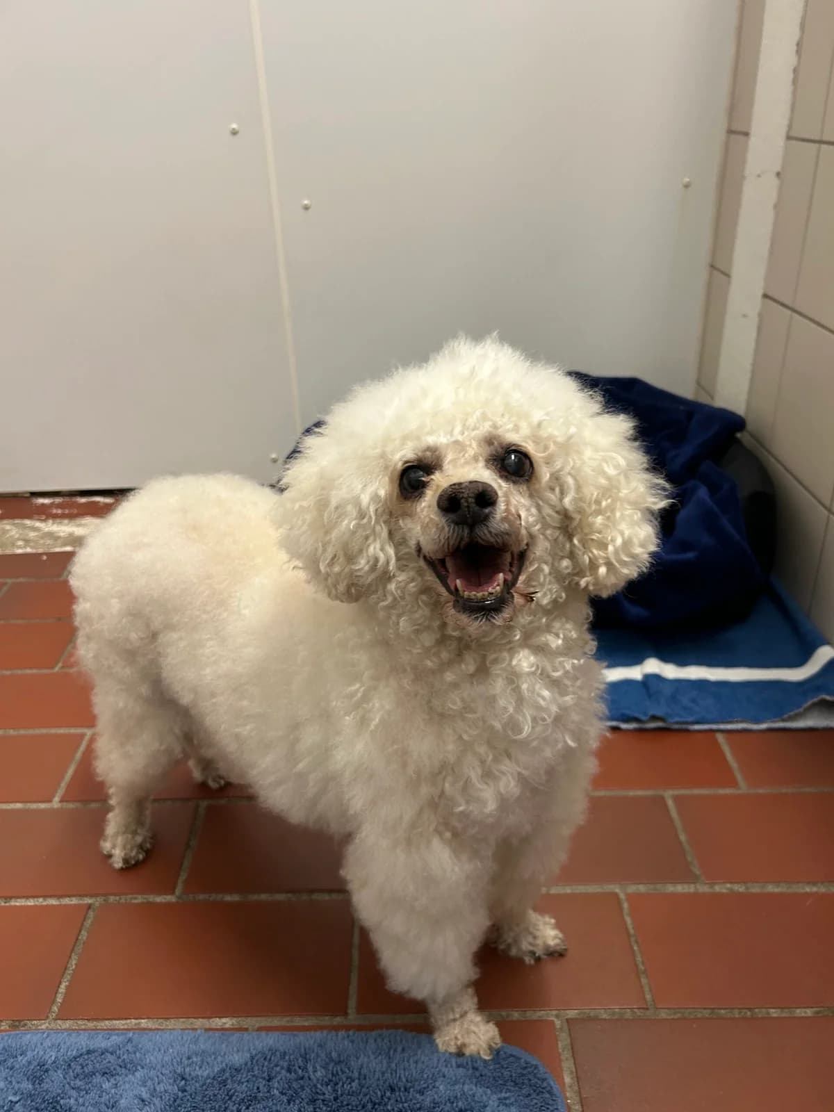 Helga, female senior Mixed Breed for adoption at Tierheim Neumünster, Wasbek