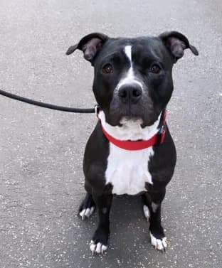 Yoshi, male American Staffordshire Terrier for adoption at Tierheim Neumünster, Wasbek