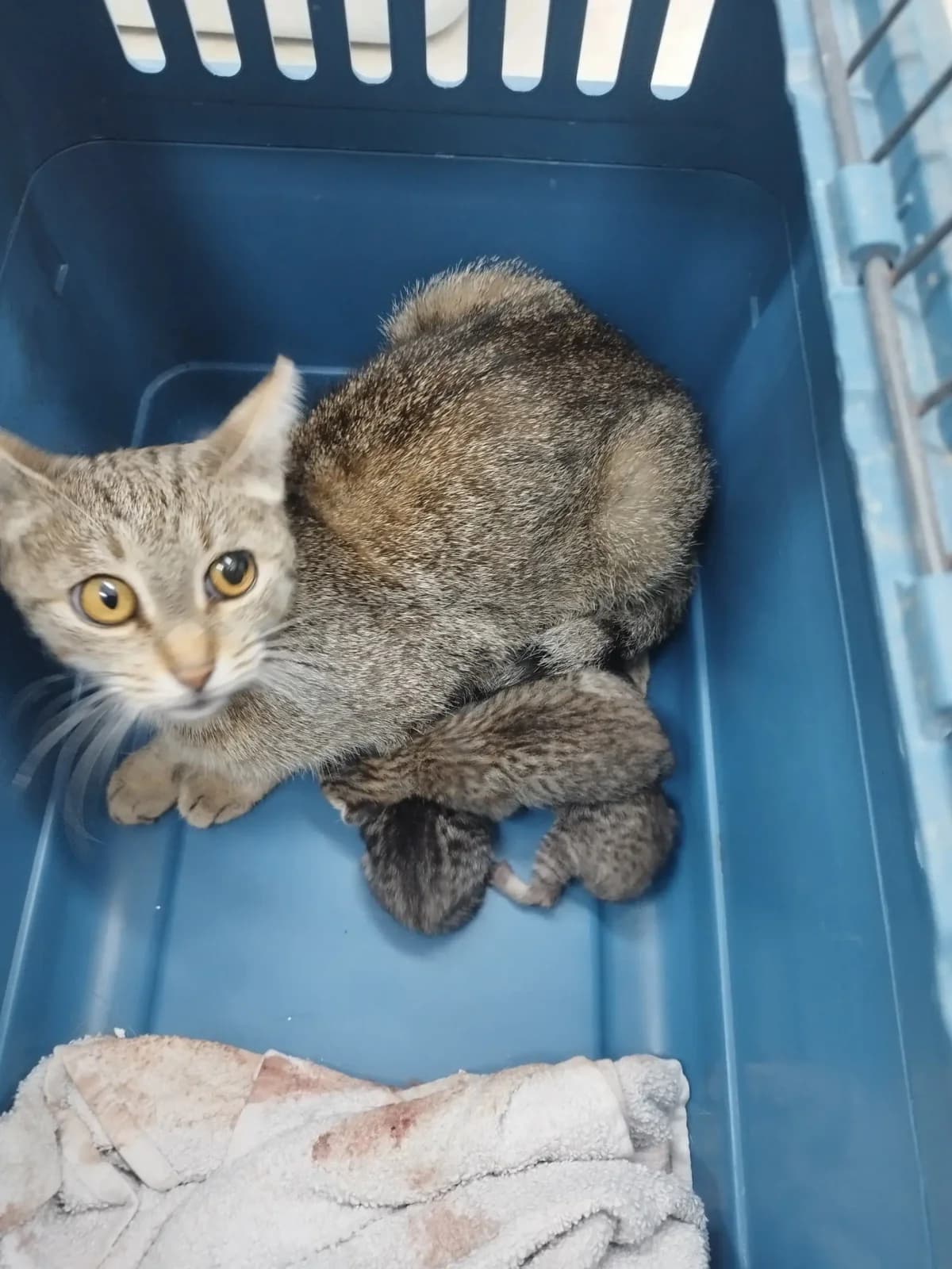Granda,  Mixed Breed for adoption at Tierheim Northeim