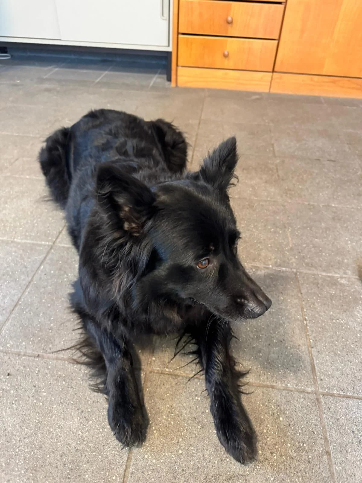 Lassie,  Mixed Breed for adoption at Tierheim Northeim