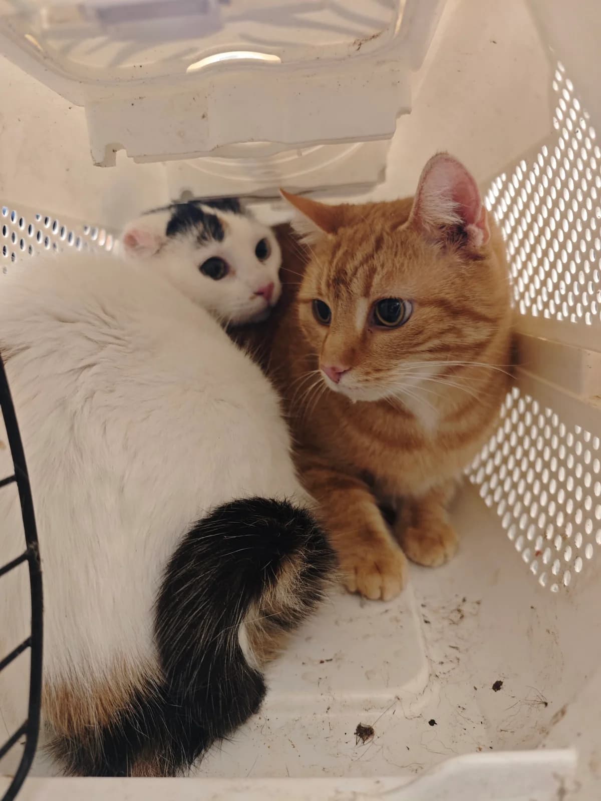 Tassja & Azzura,  Mixed Breed for adoption at Tierheim Northeim