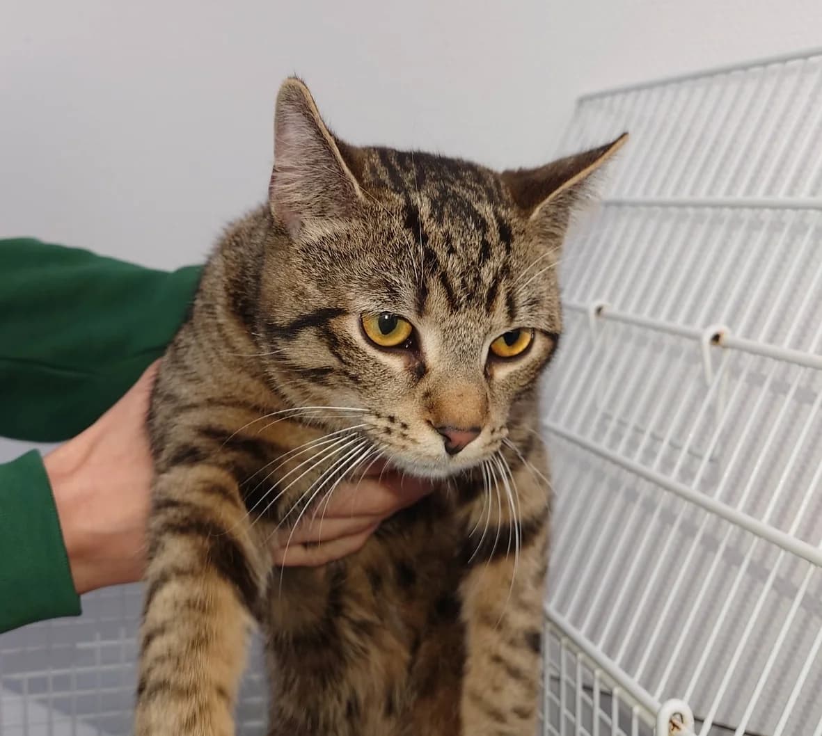 Bob,  Mixed Breed for adoption at Tierheim Northeim