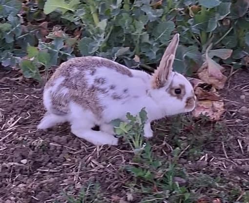 Kaninchen,  Mixed Breed for adoption at Tierheim Northeim