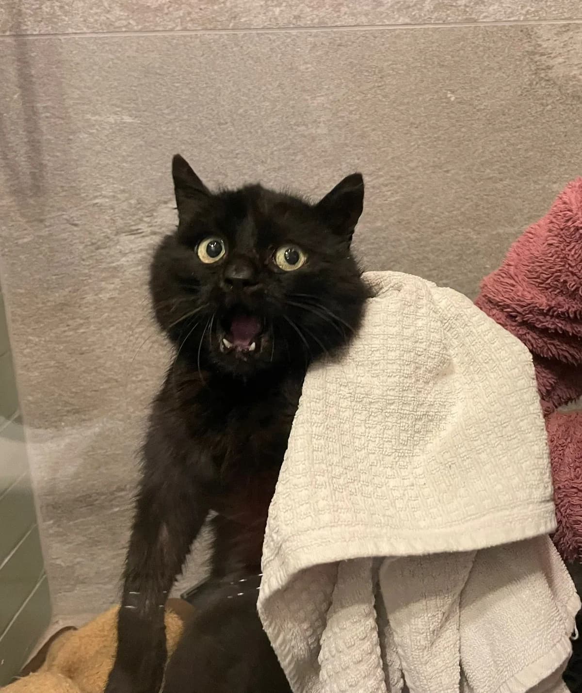 Dwight,  Mixed Breed for adoption at Tierheim Northeim