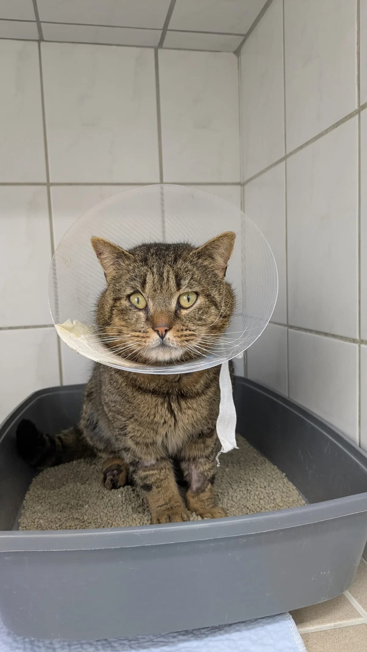 Kroko,  Mixed Breed for adoption at Tierheim Northeim