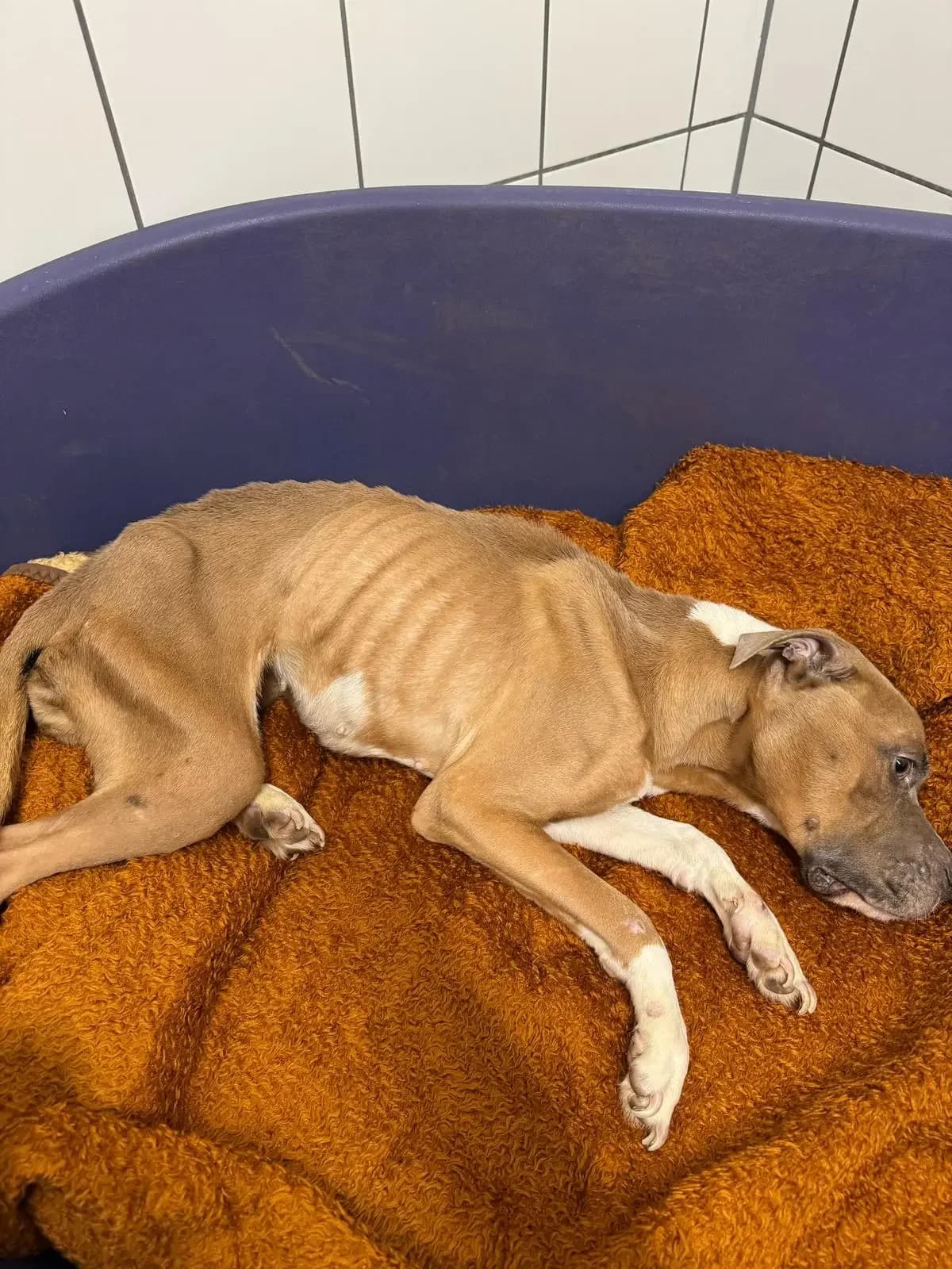 Simea,  Mixed Breed for adoption at Tierheim Northeim